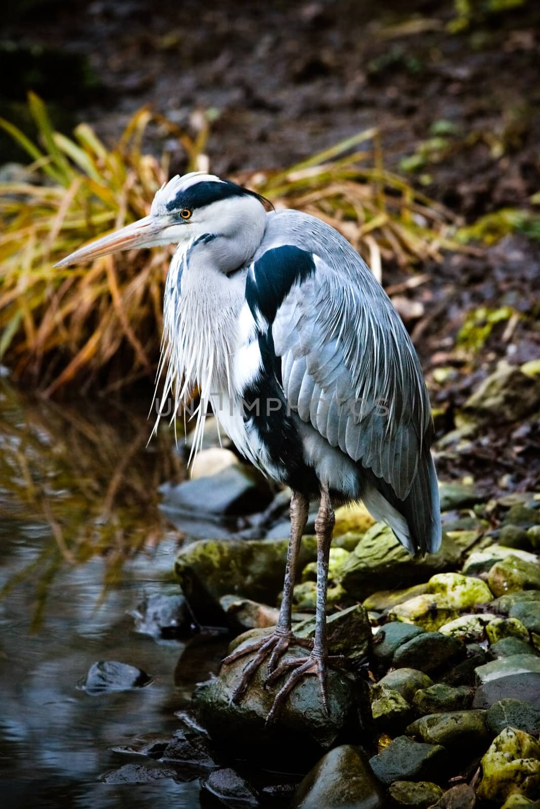 Grey heron at the waterside by Colette