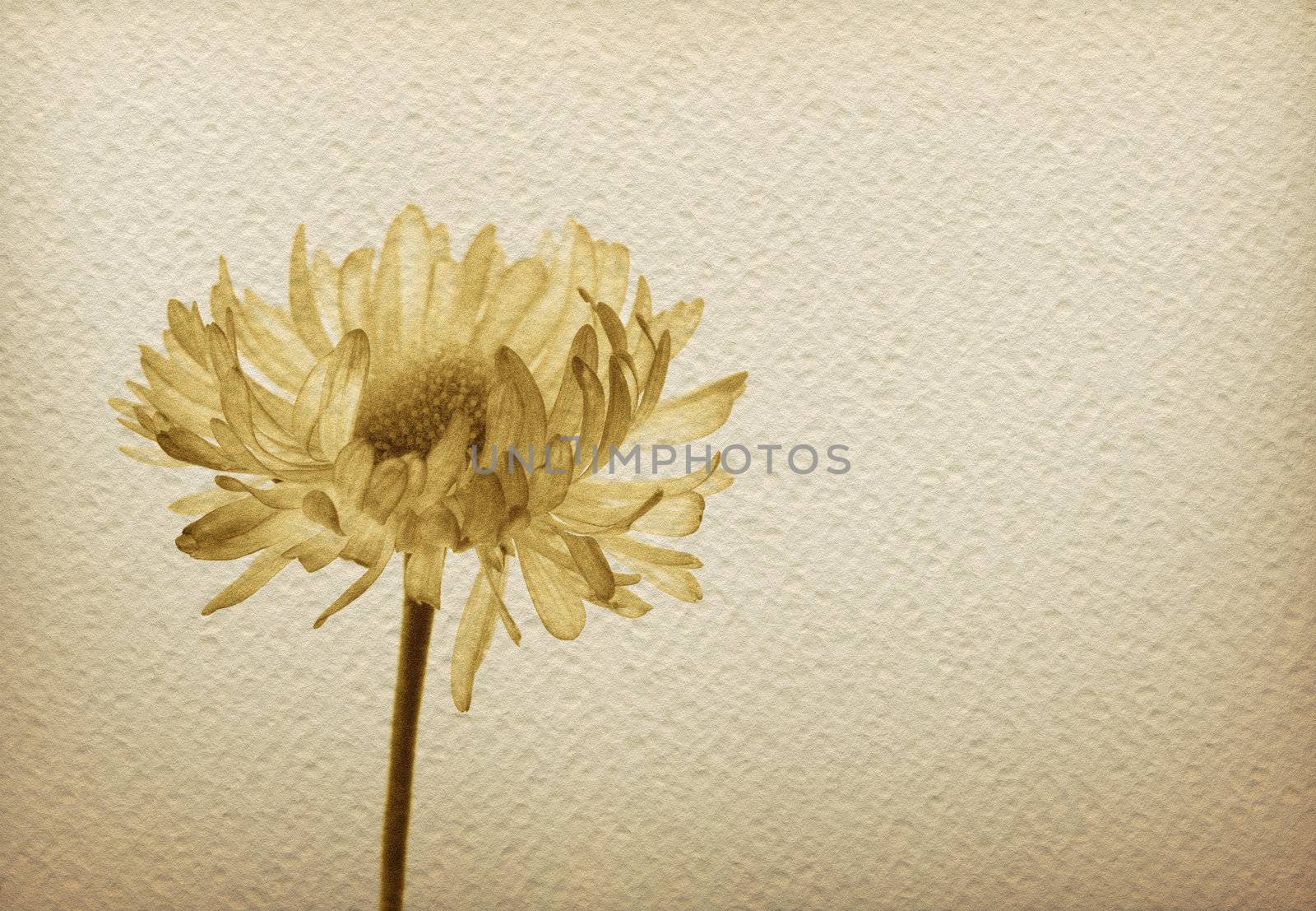 Flower on a vintage paper by bonathos