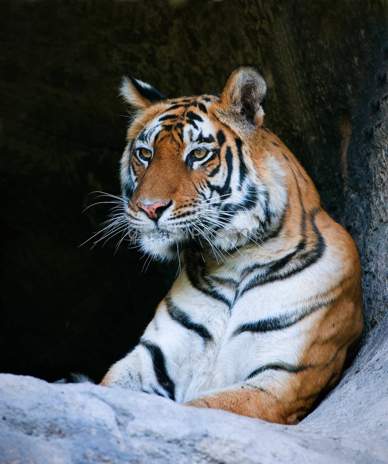 Bengal Tiger Portrait. Tiger portrait shot. Picture taken in  National Park, India