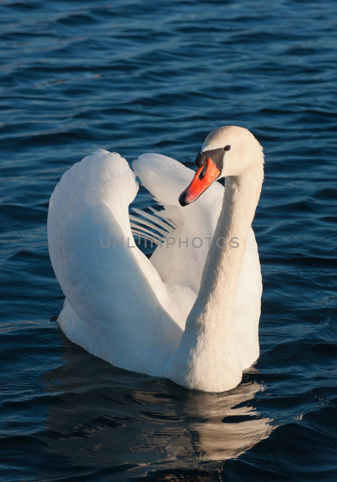 Wild swan portrait. Cygnus olor An adult in threat posture on a tranquil water