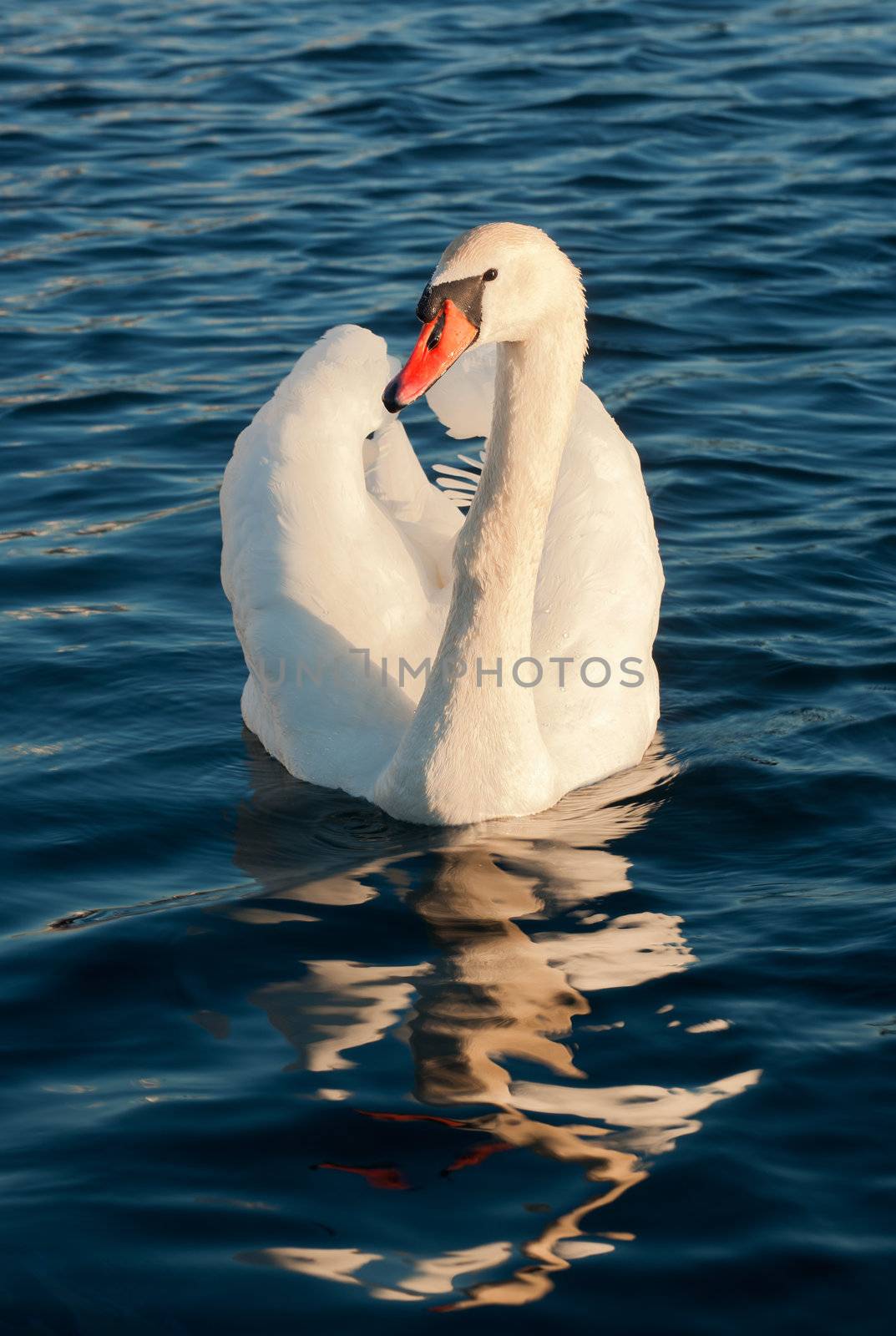Wild swan portrait. Cygnus olor An adult in threat posture on a tranquil water