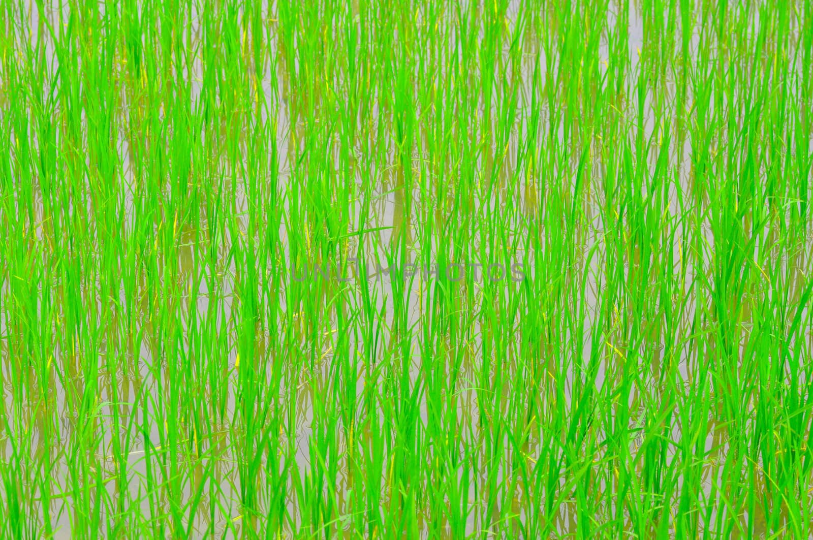 rice plants in the rice farm