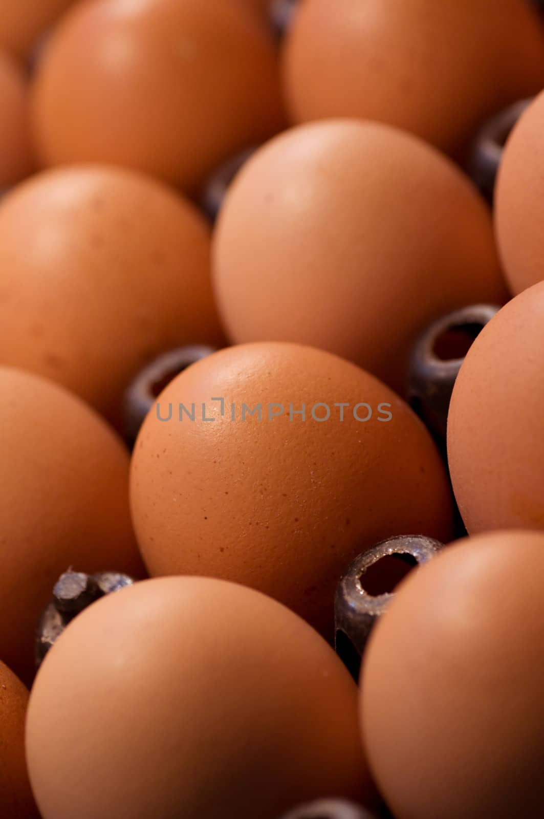 this pictureis the row of egg