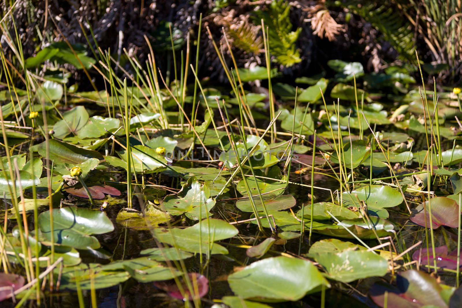 Yellow Pond Lily in the swamp of the Everglades National Park in Florida