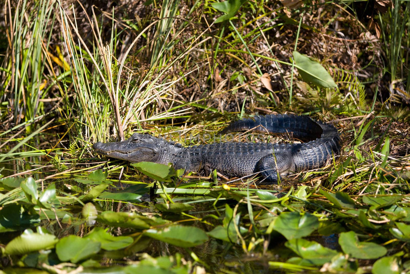 An alligator resting in the swamp of the Everglades National Park in Florida