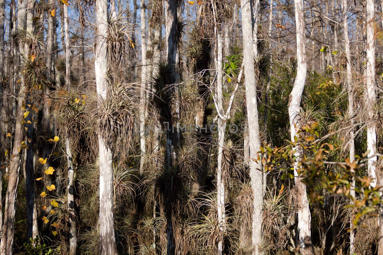 Cypress and other vegetation from the swamp of the Eveglades National Park in Florida