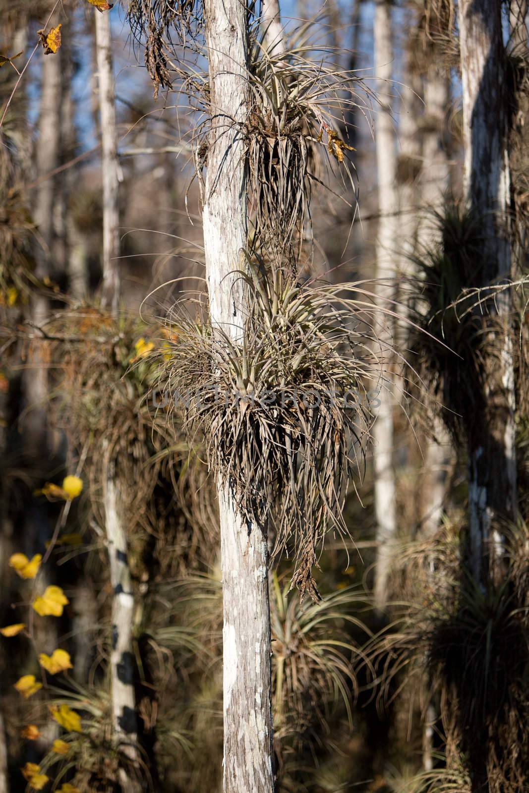 Cypress and other vegetation from the swamp of the Eveglades National Park in Florida