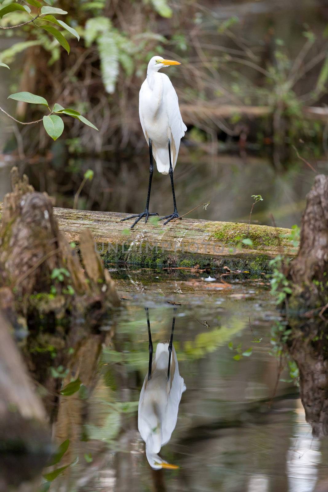 Great Egret Bird in the Everglades by PPphoto