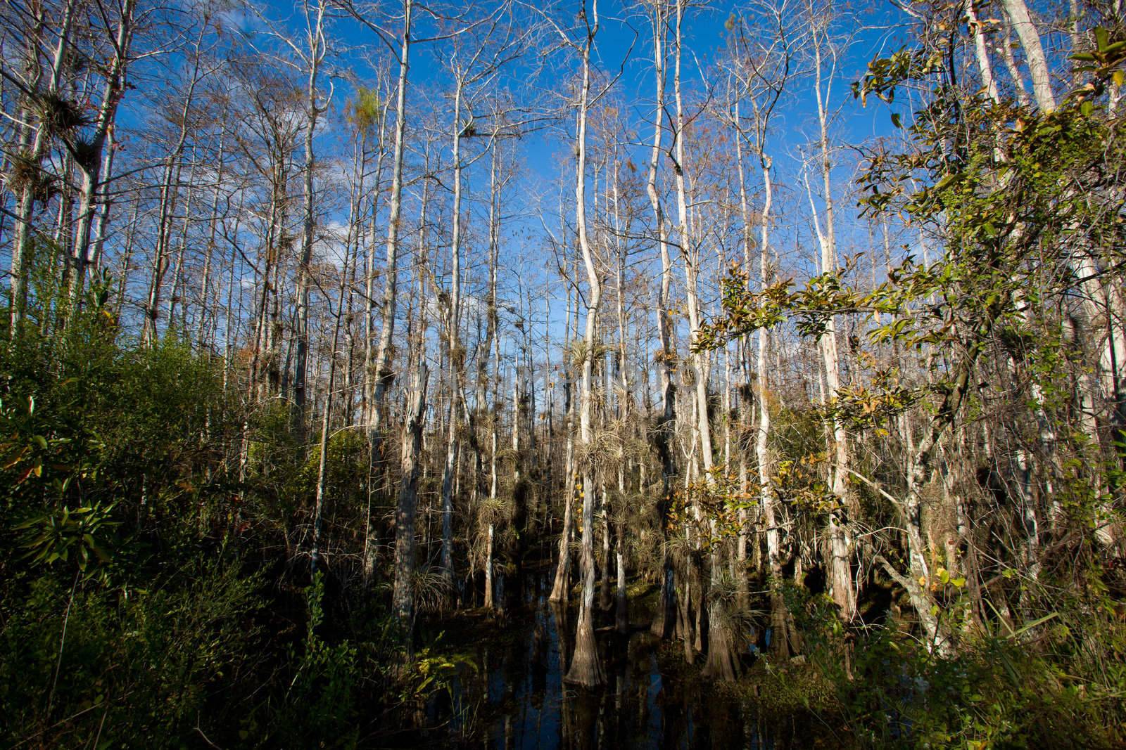 Cypress and other vegetation from the swamp of the Eveglades National Park in Florida