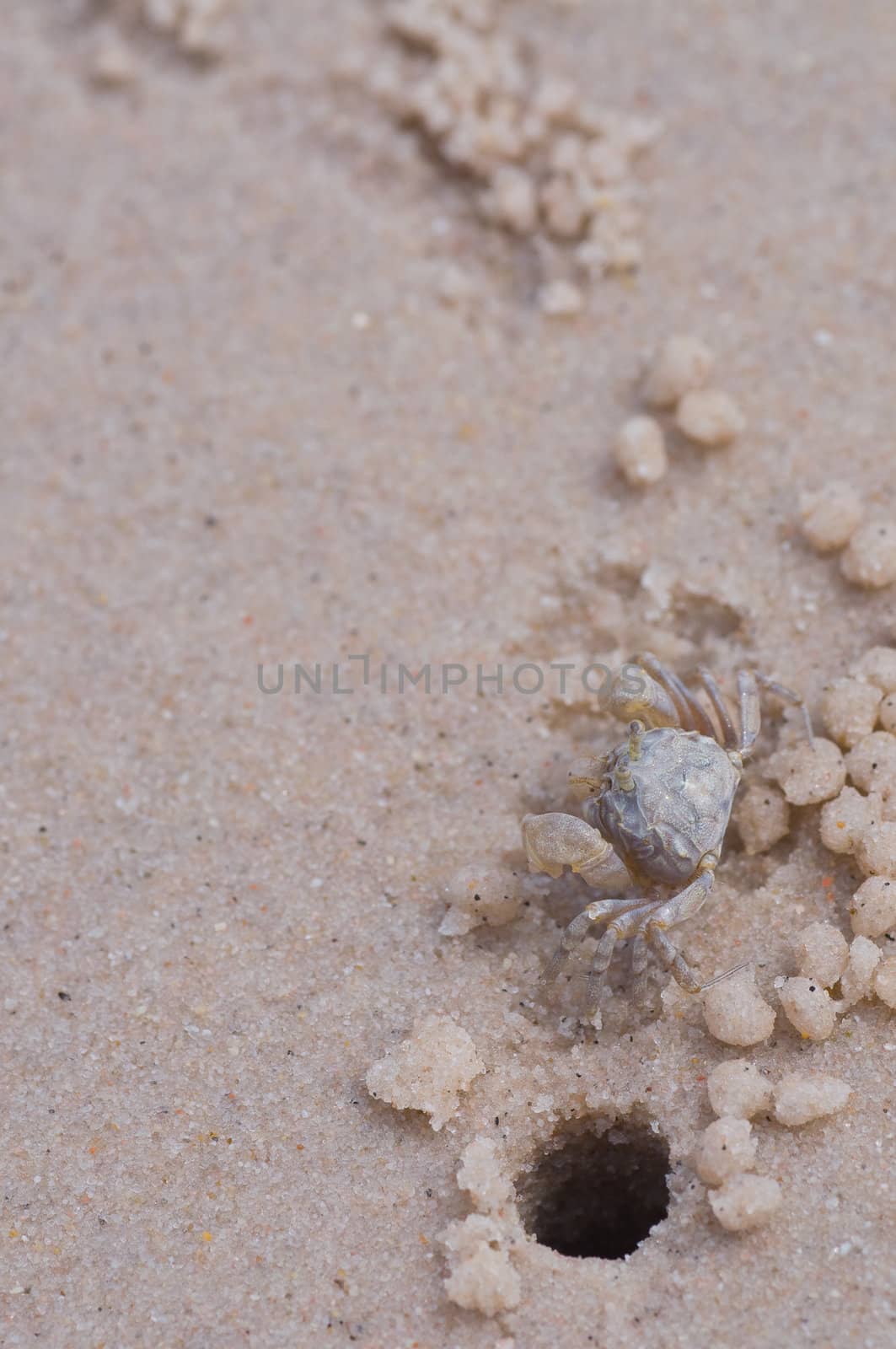 swift land crab on the beach