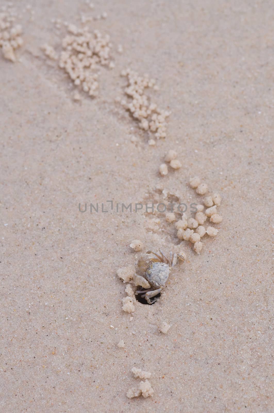 swift land crab on the beach