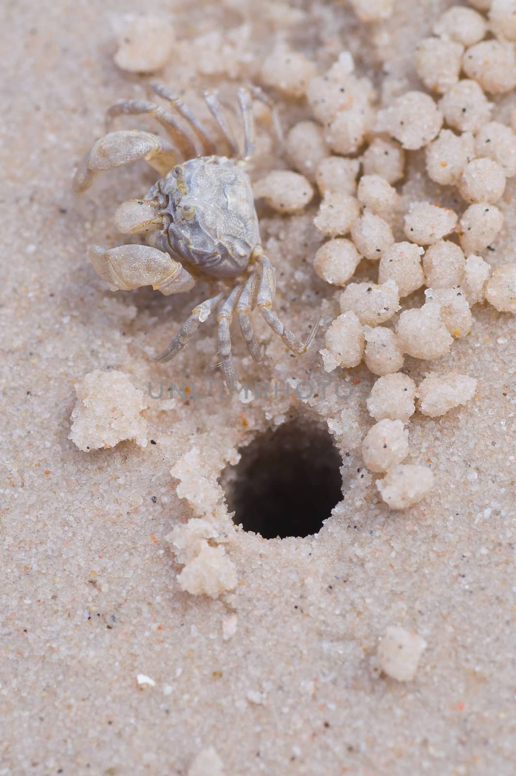swift land crab on the beach
