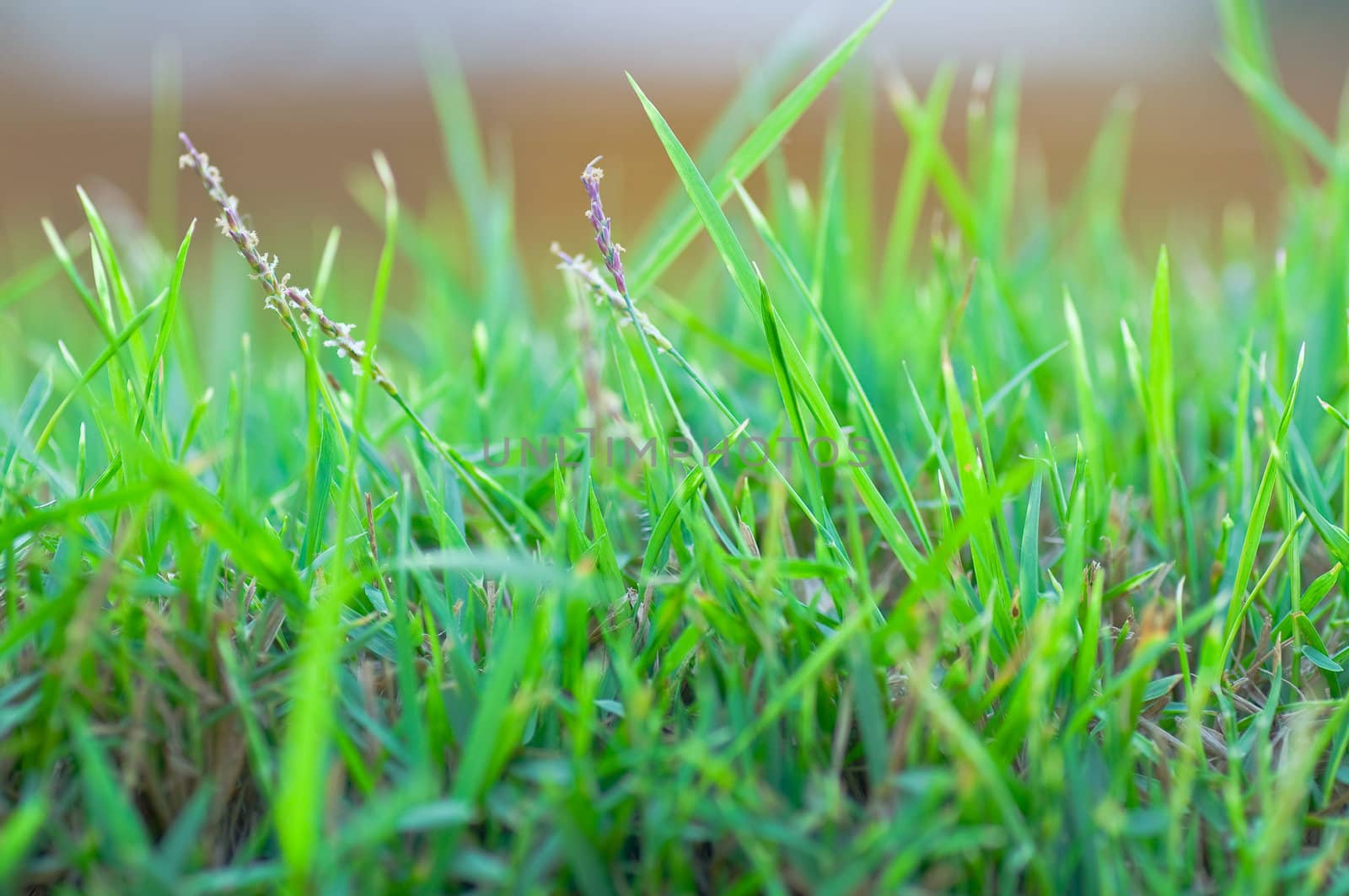 green grass in the green field