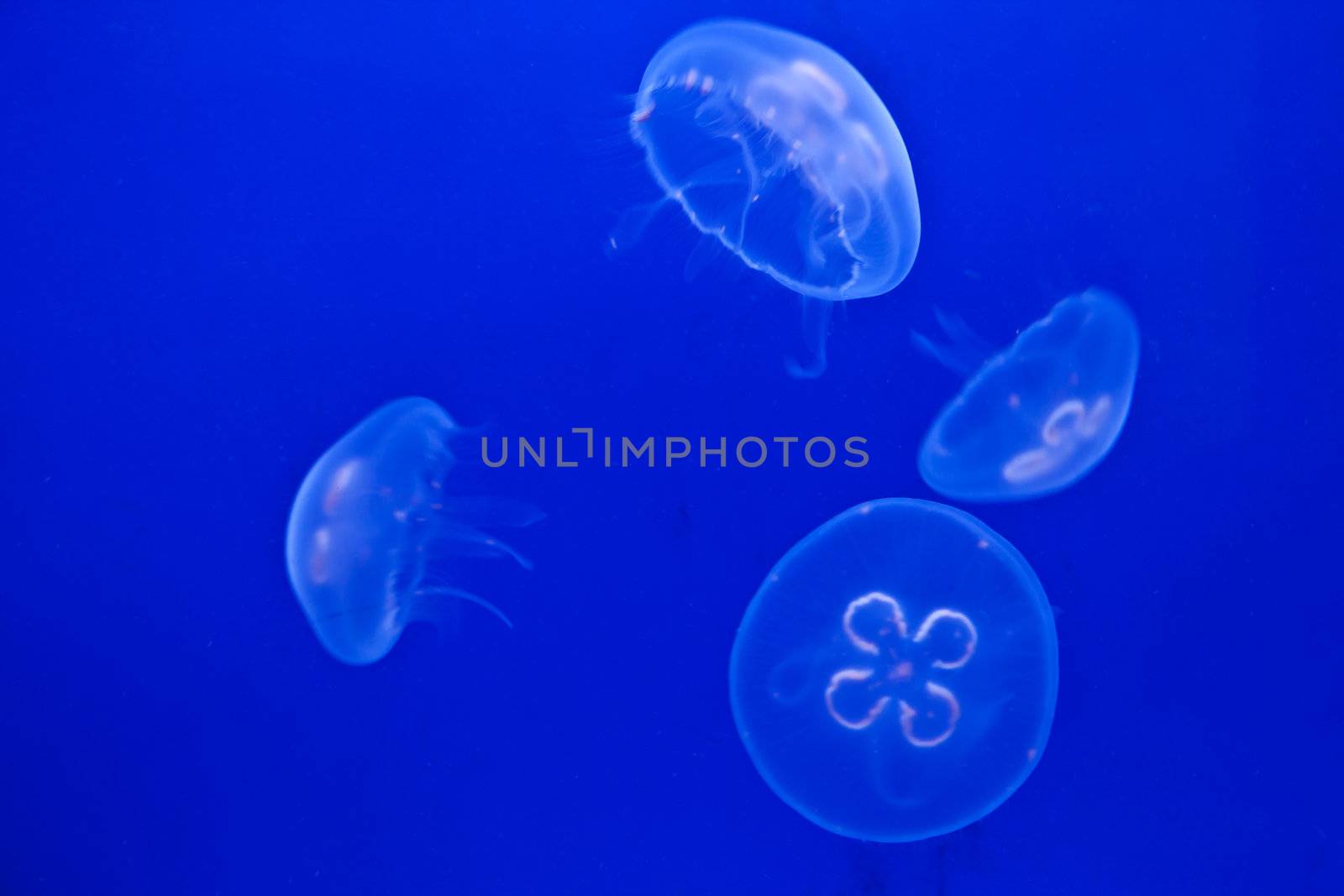 Jellifish in aquarium with simple blue background