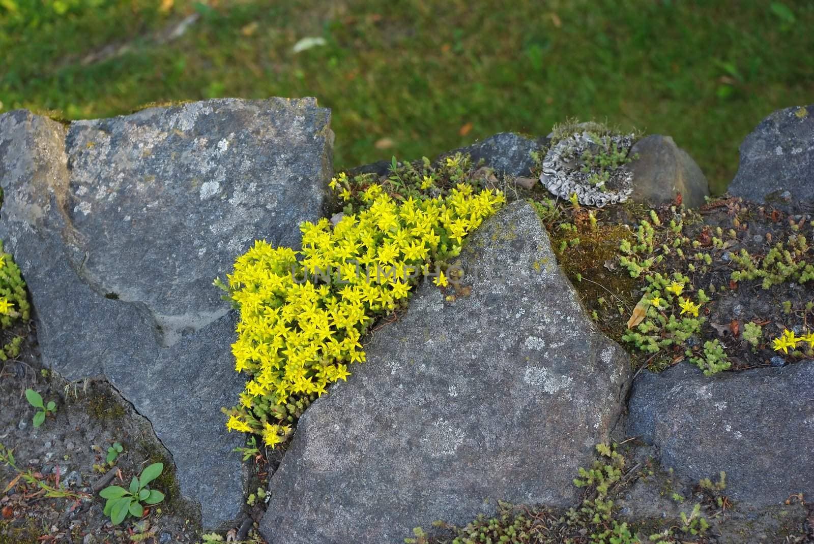 Moss in the garden with small yellow flowers