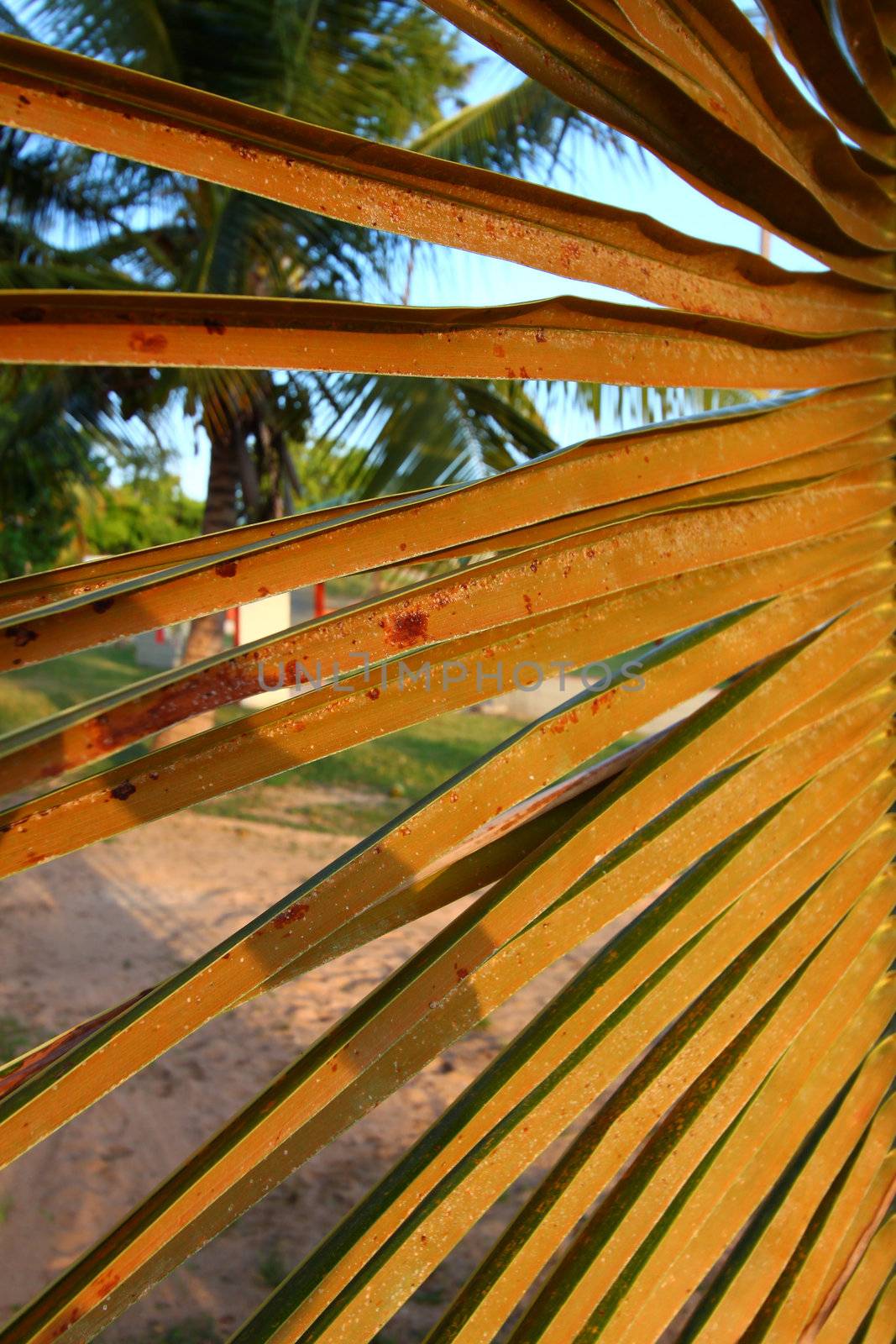 Leaflet of a palm tree at Seven Seas Beach in Puerto Rico.