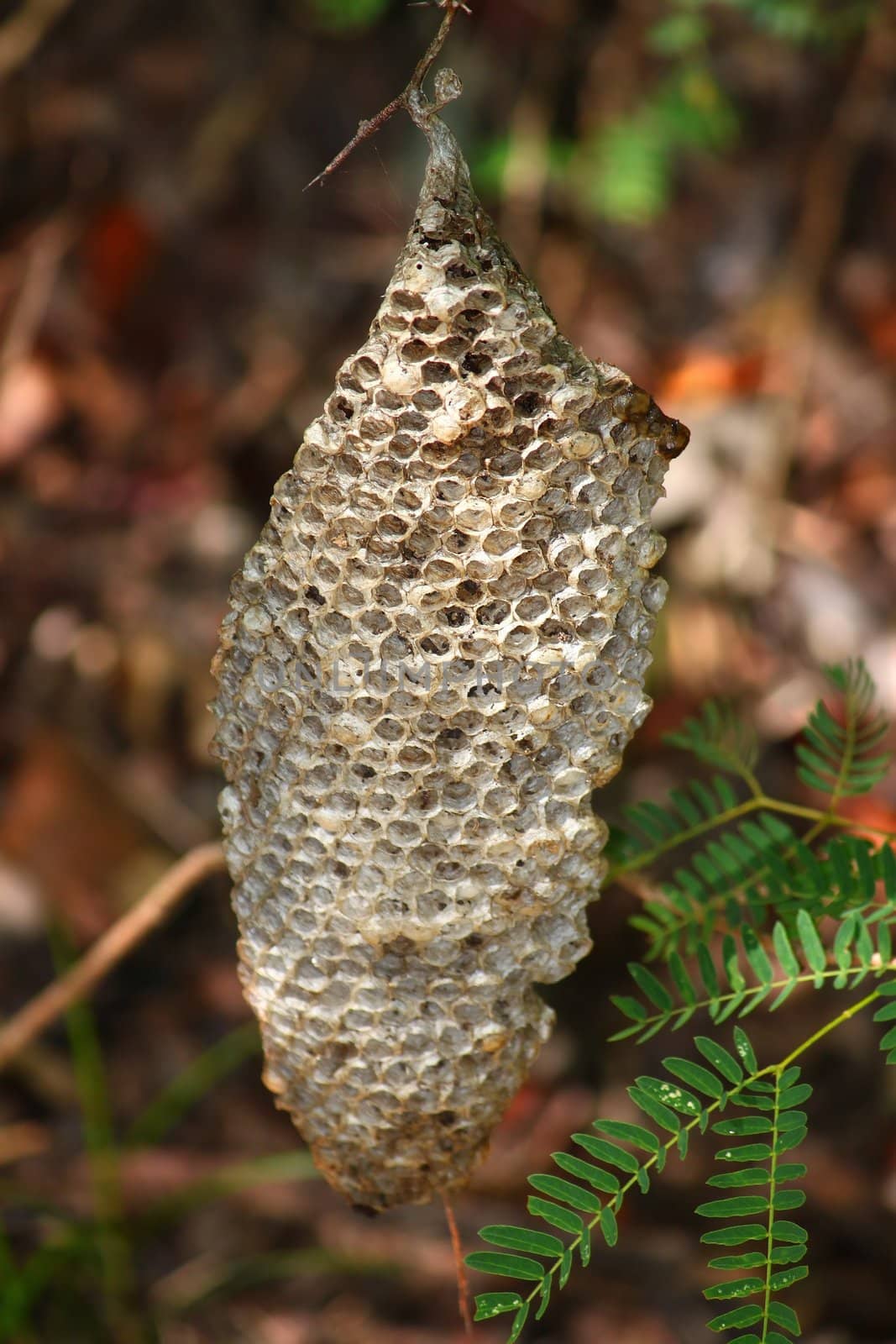 A beehive hangs from a tree at Guanica Dry Forest Reserve in Puerto Rico.