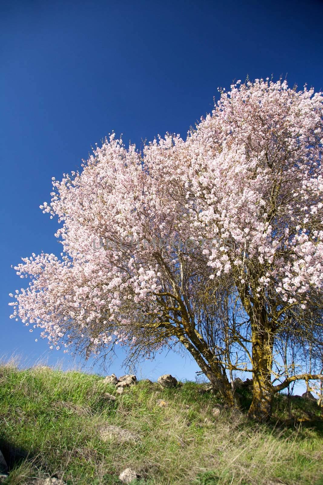 cherry trees flowering at the country in Spain