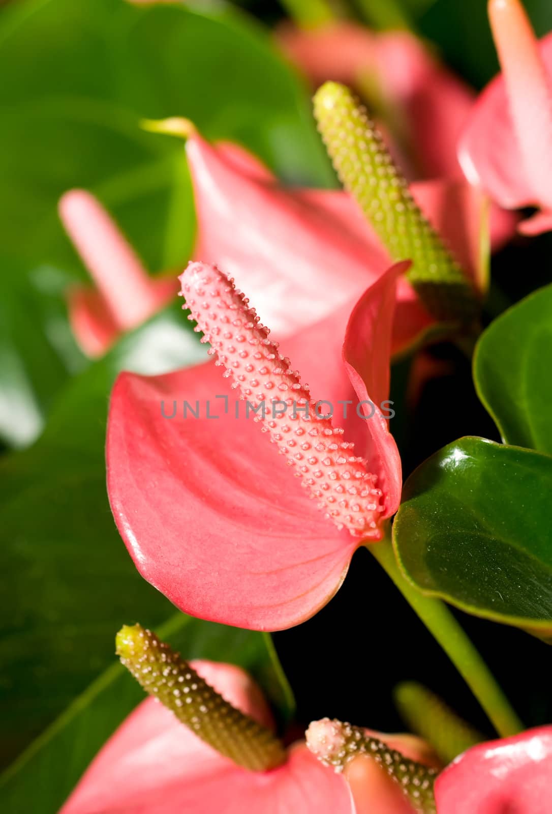 Close-up of beautiful anturium flowers in the garden