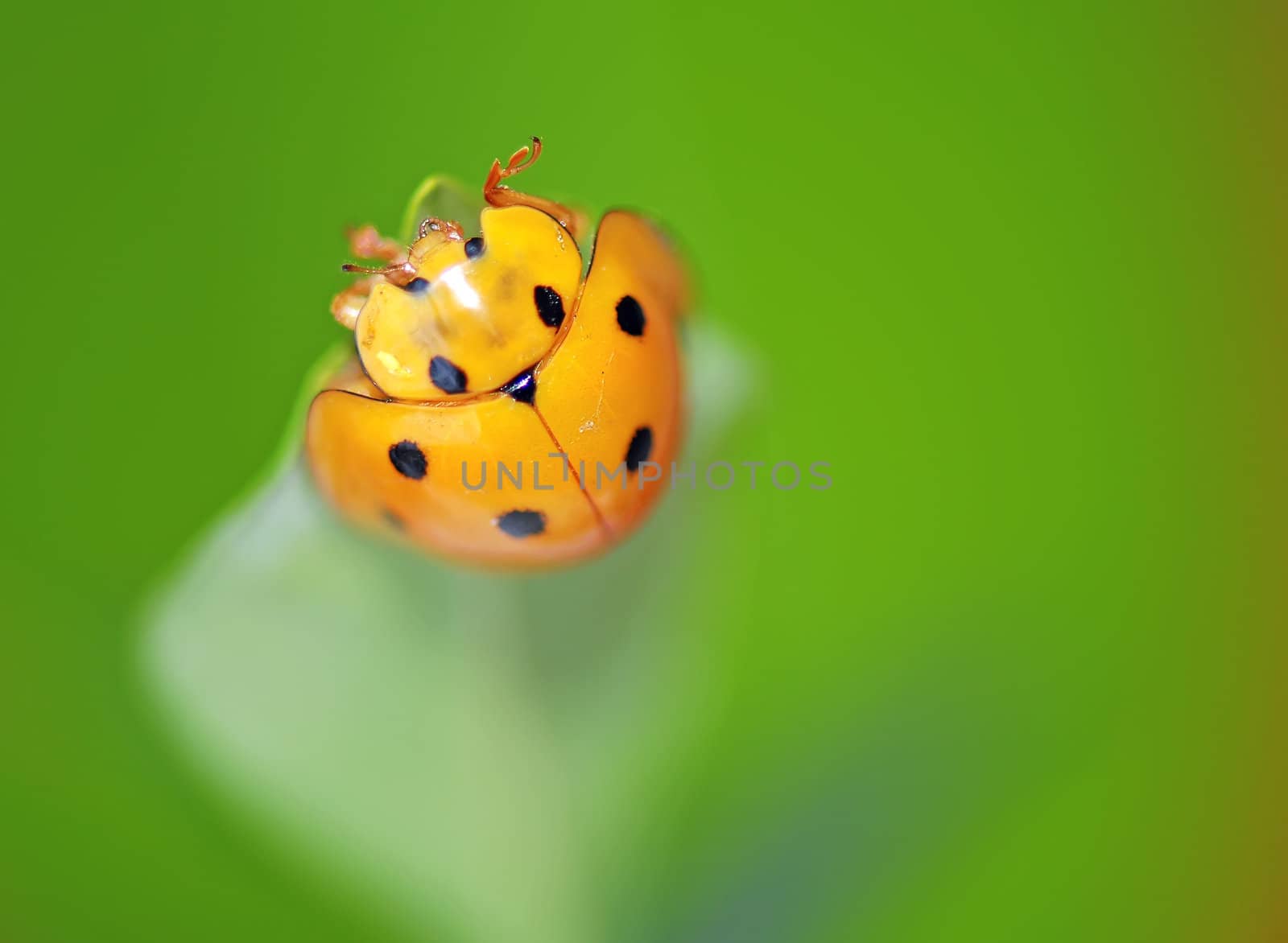 A  yellow ladybird in a white flower