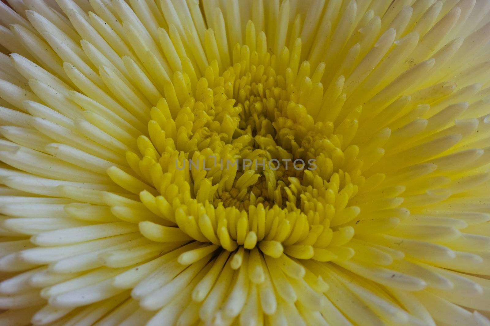Thai yellow flower,Gerbera