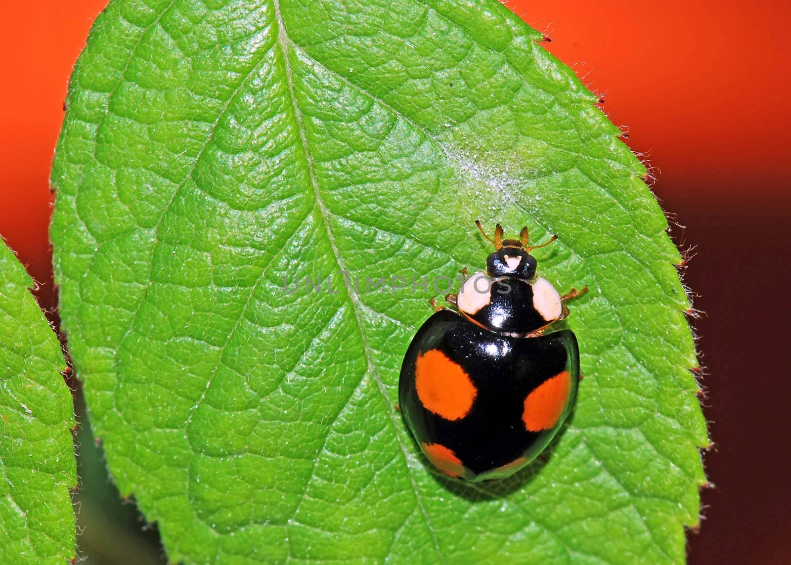 A  color ladybird in a green leaf