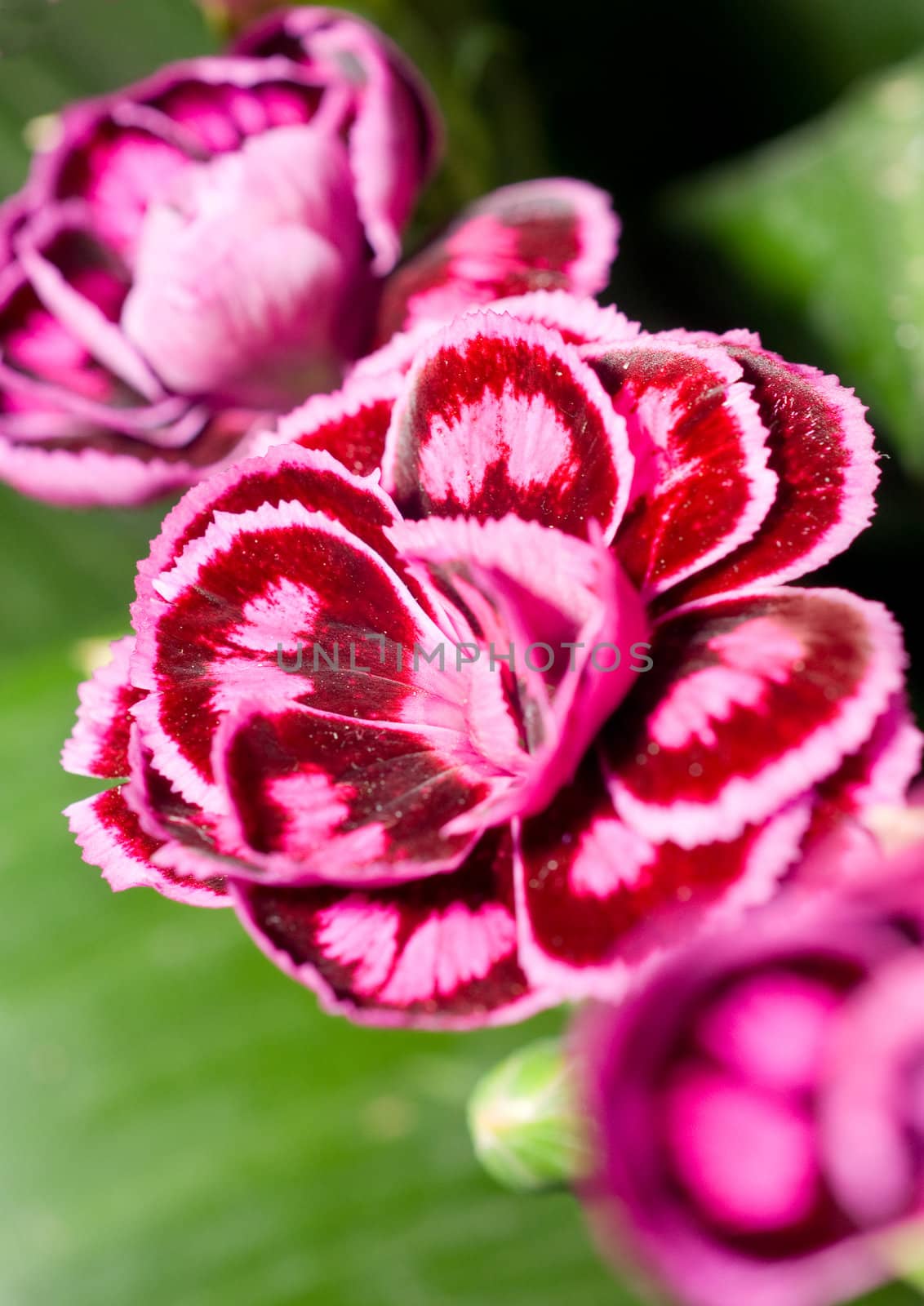 Close-up of carnation by Arsgera