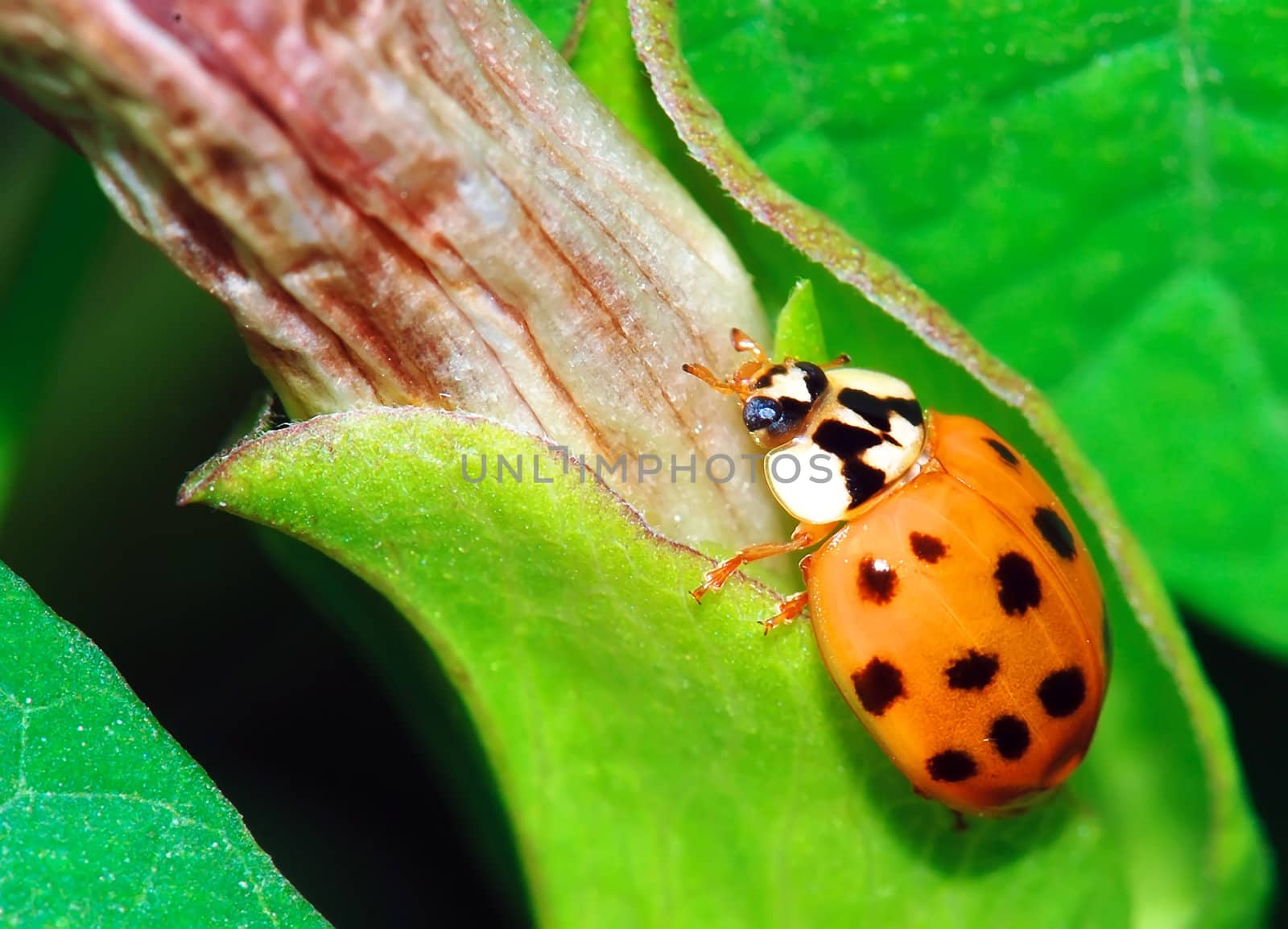 A  yellow ladybird in a green leaf