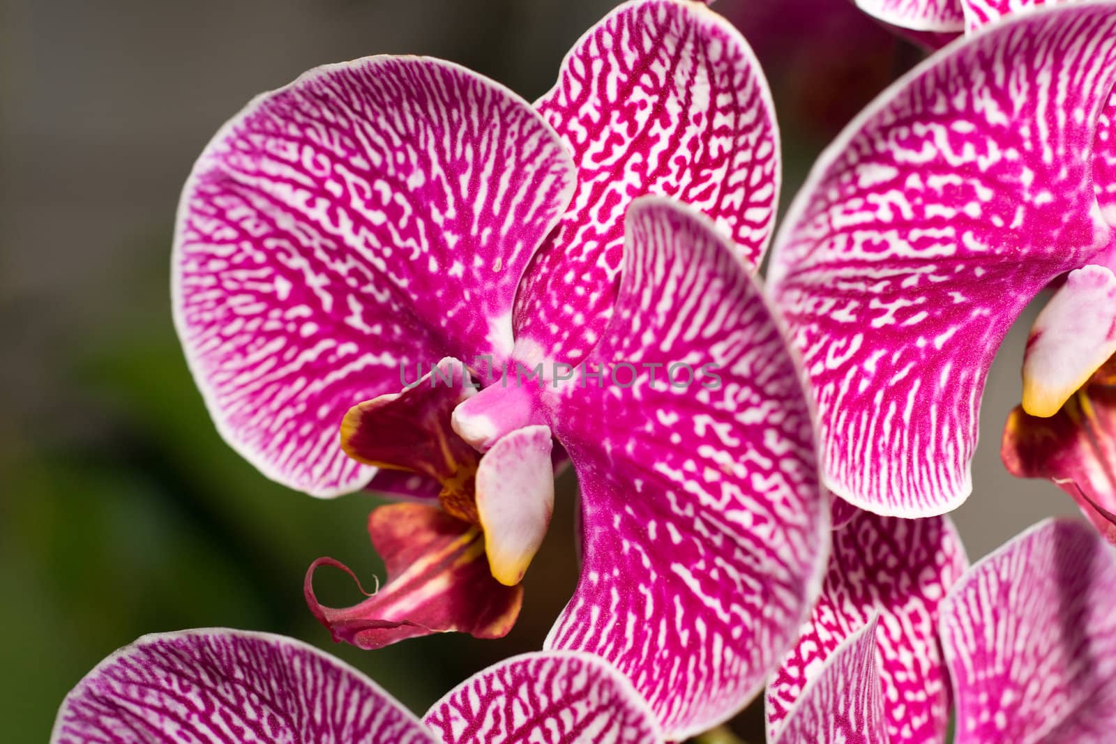 Close-up of cymbidium or orchid in Keukenhof, Netherlands