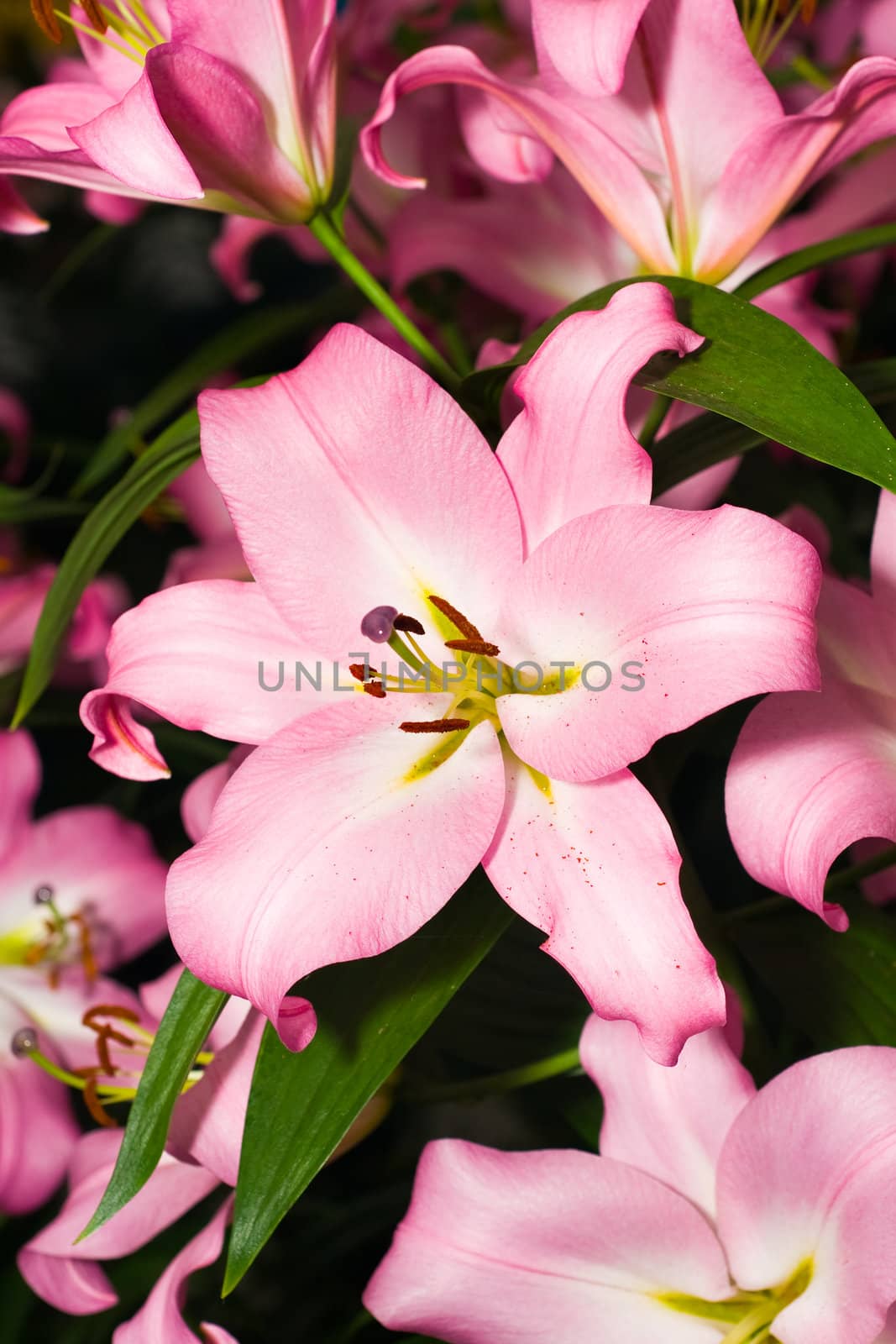 Close-up of pink Lily from Keukenhof park. Beautiful Flowers