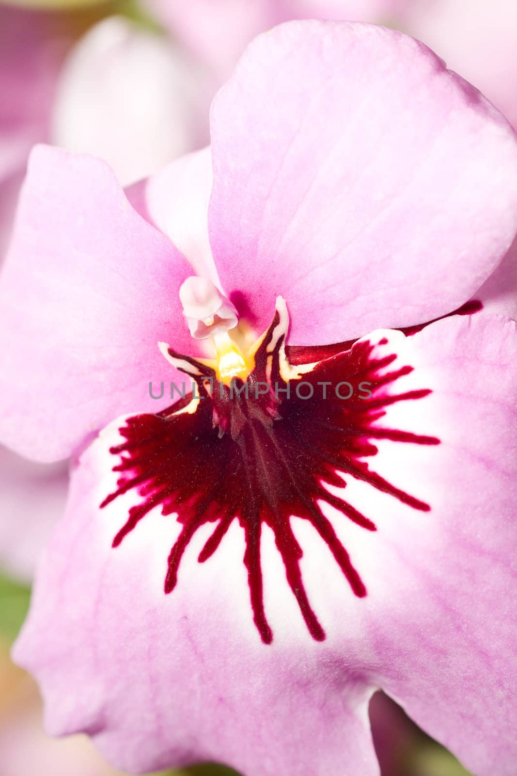 Close-up of pink orchid by Arsgera