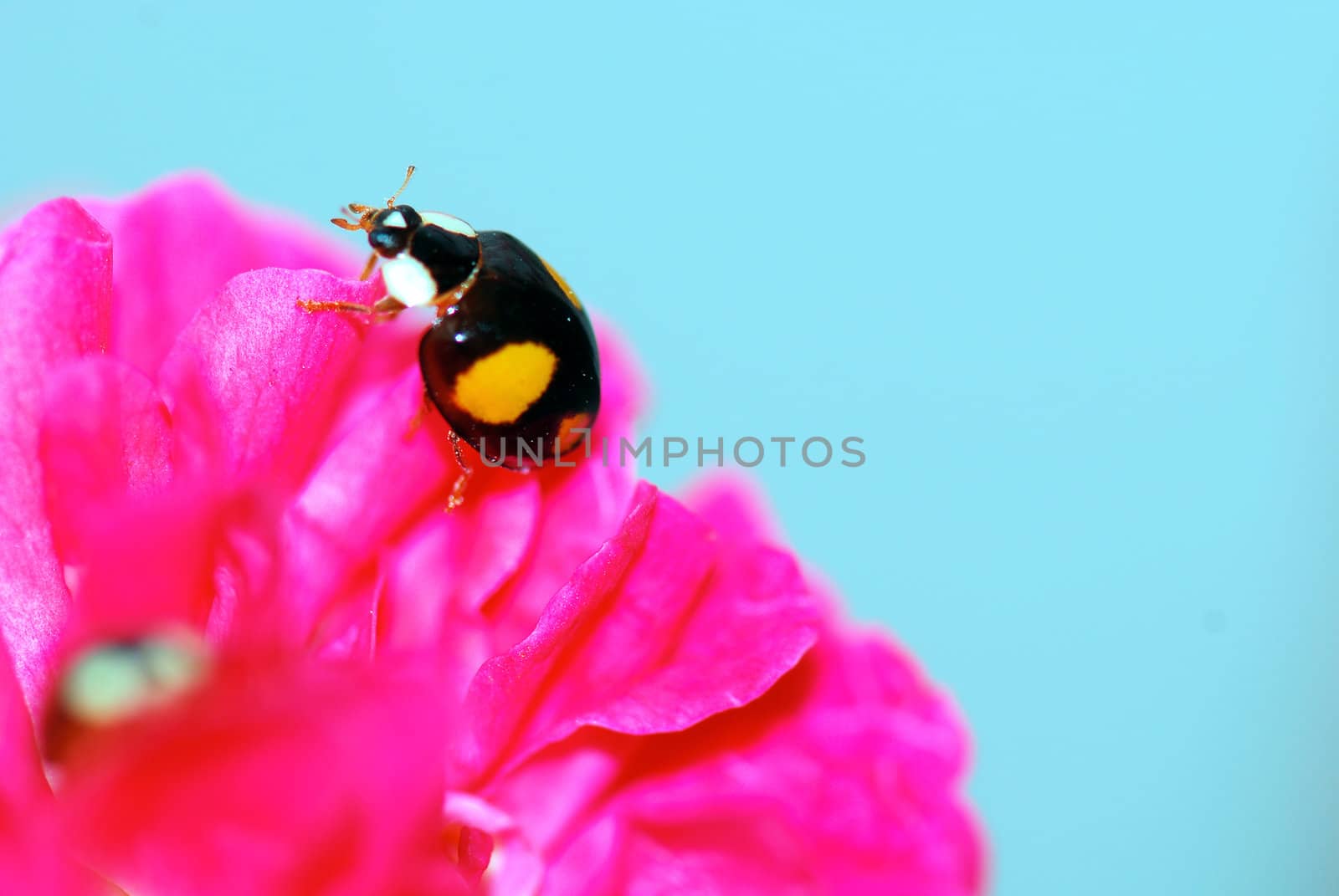A  color ladybird in a  pink flower