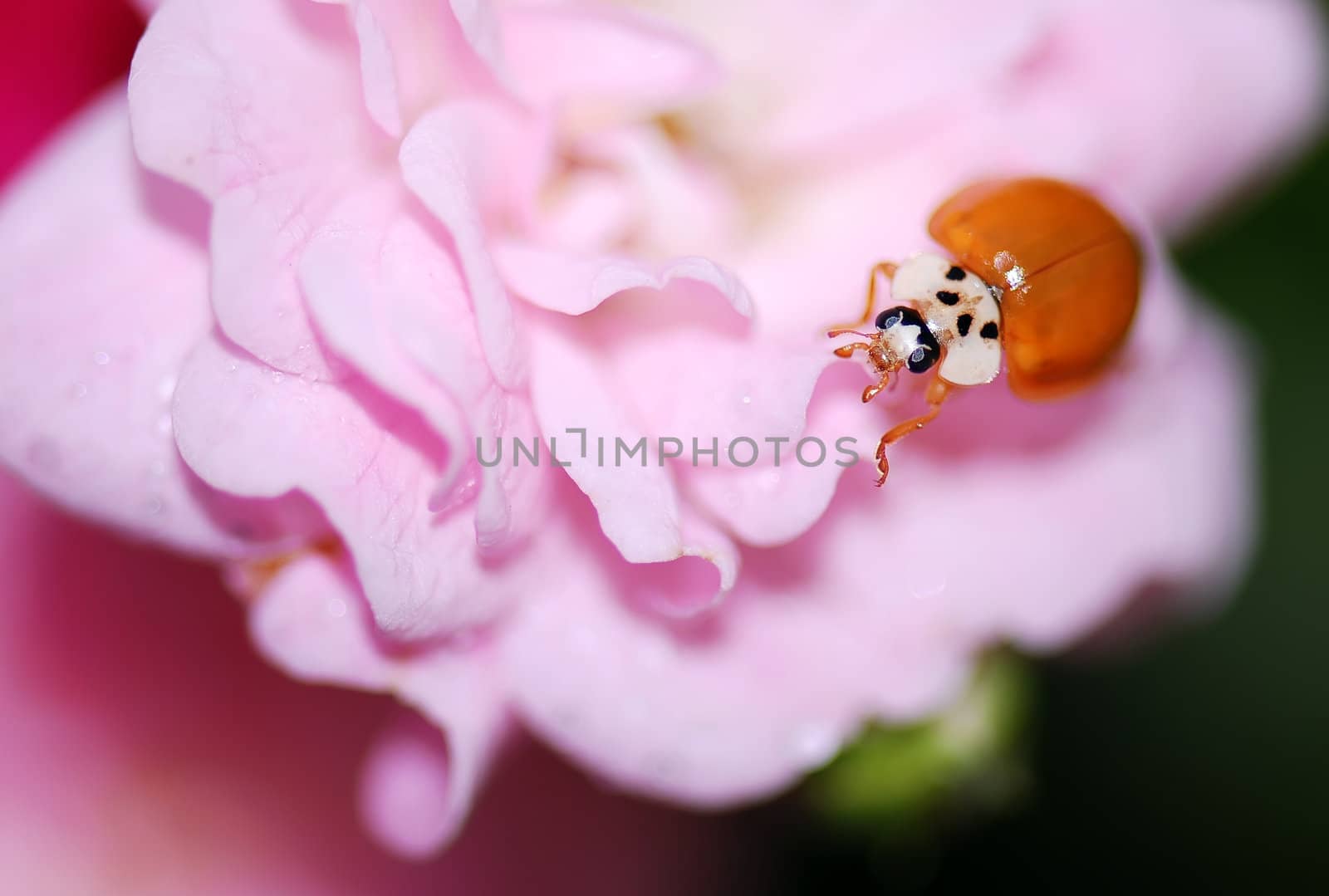 Ladybird by xfdly5