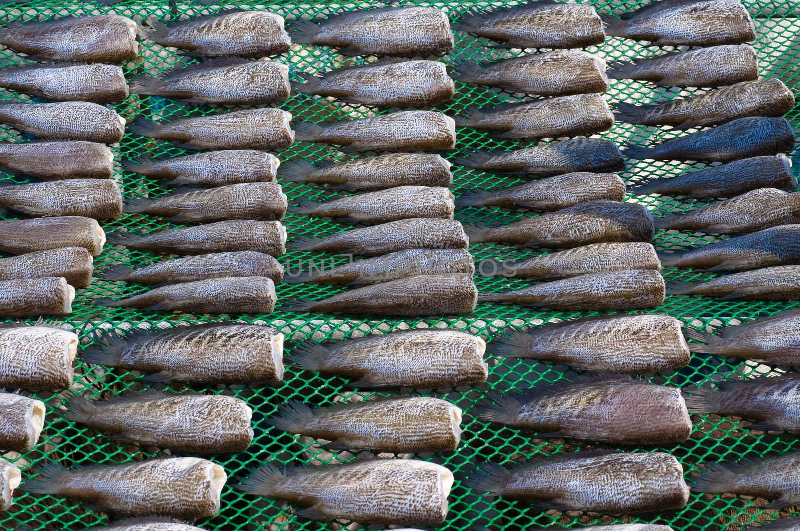 dry fish bacbground