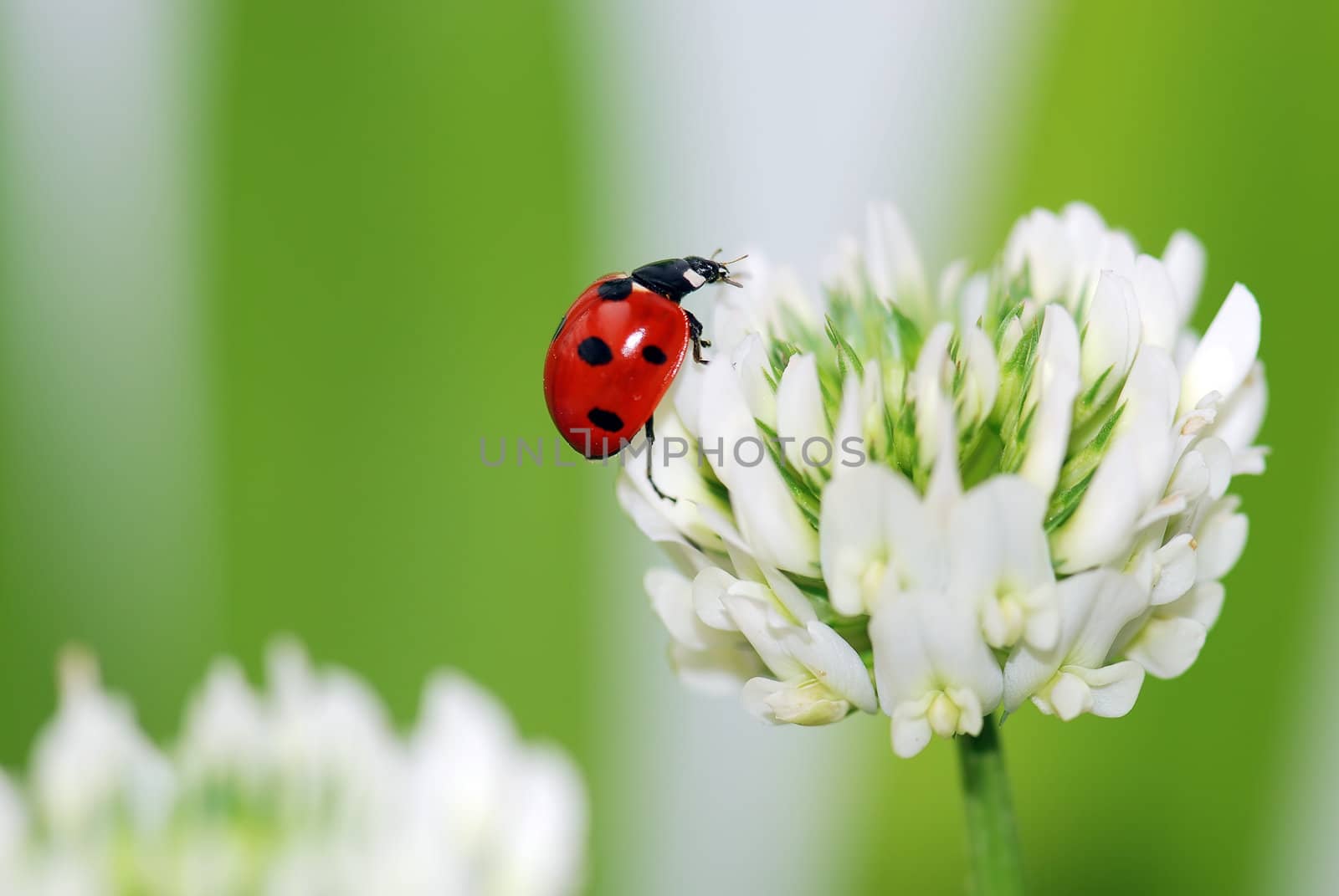 A  red ladybird in a  white flower