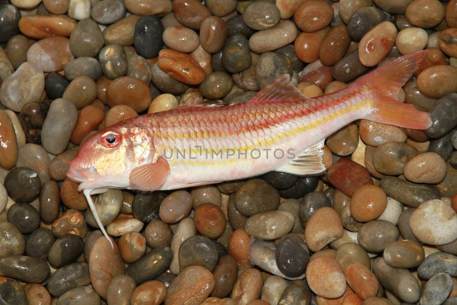 Red mullet