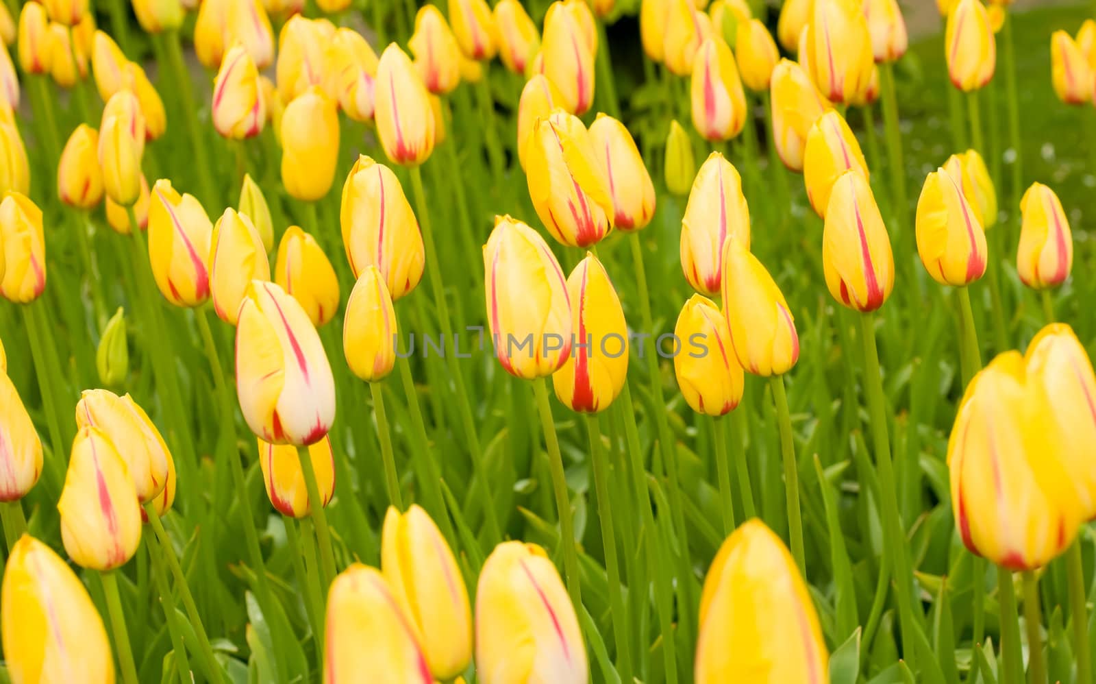 Dutch yellow tulips in Keukenhof park by Arsgera