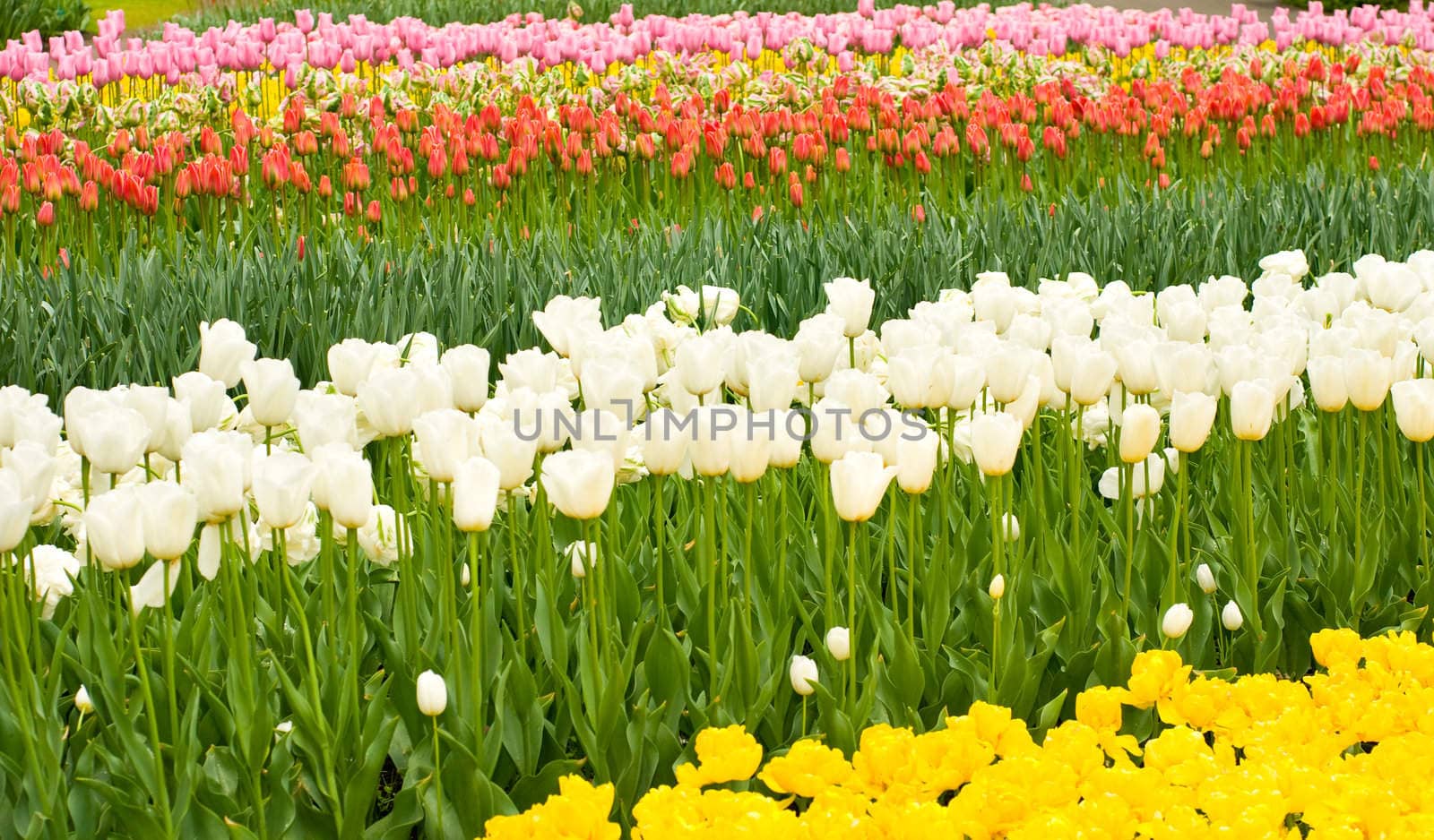 Dutch tulips flowerbed in Keukenhof by Arsgera