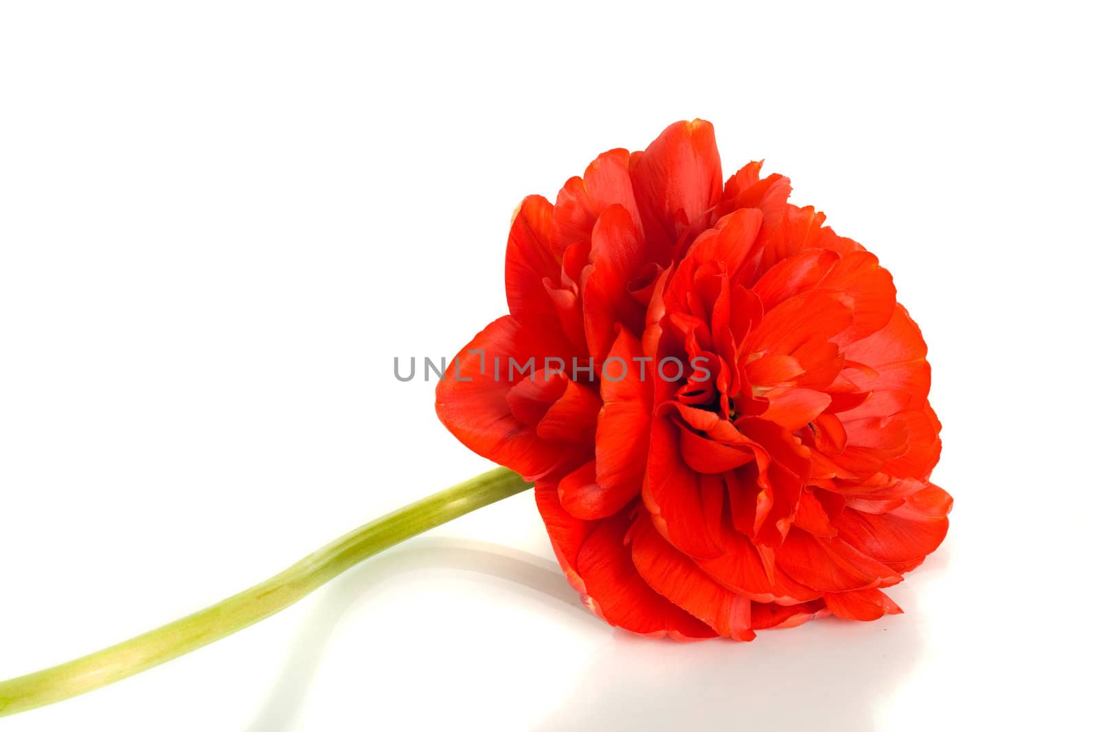 Red tulip Flower bud isolated on white background