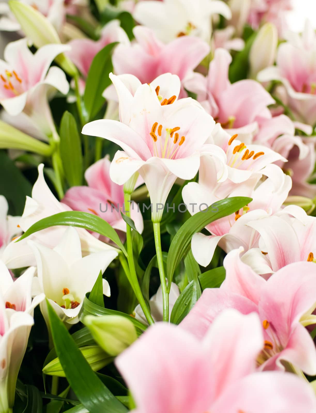 White Lily from Keukenhof by Arsgera