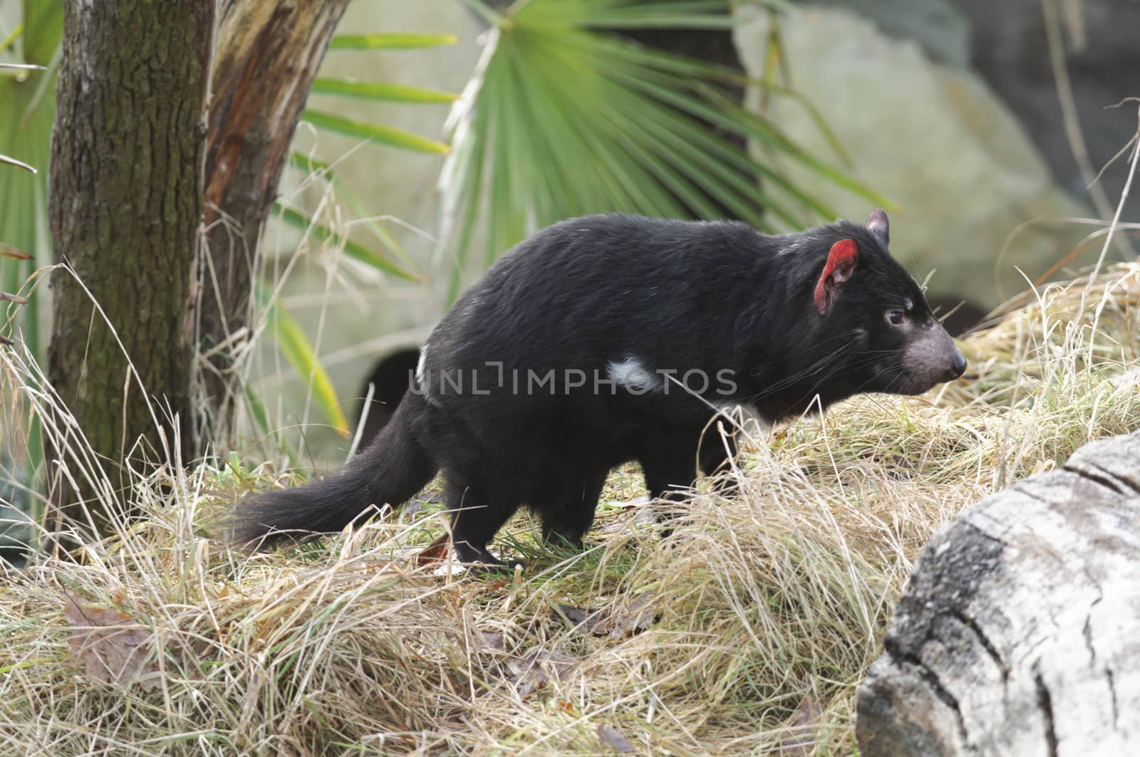 Rare Tasmanian devil (Sarcophilus harrisii) by AlessandroZocc