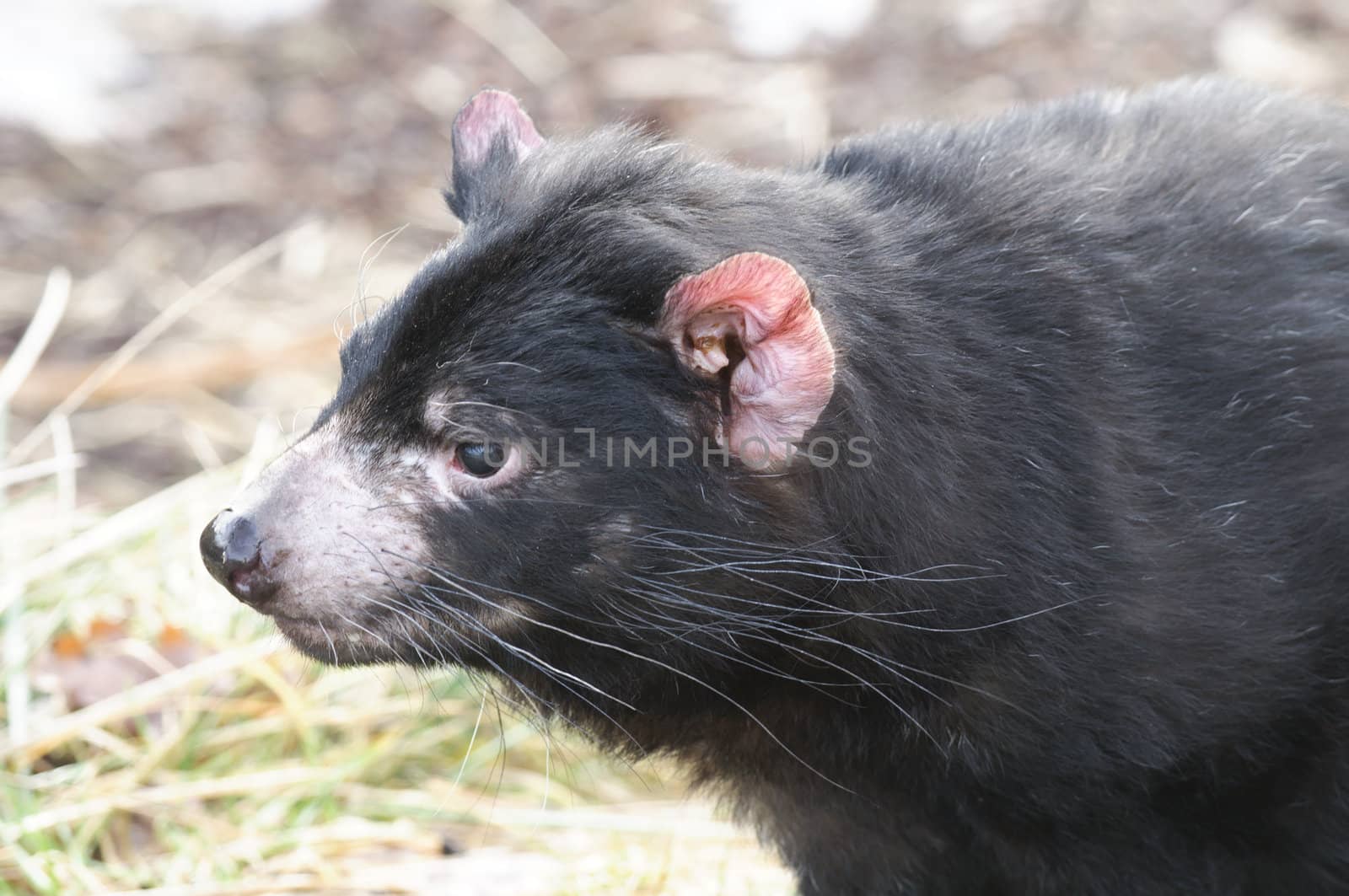 Rare Tasmanian devil (Sarcophilus harrisii), carnivorous marsupial of the family Dasyuridae now found in the wild only in the Australian island state of Tasmania.