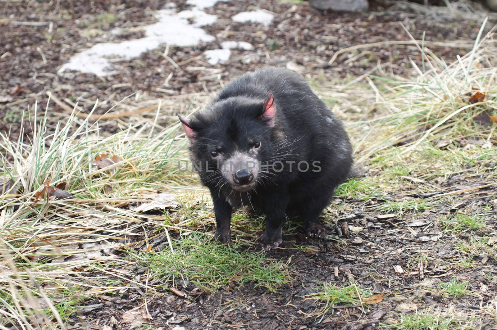 Rare Tasmanian devil (Sarcophilus harrisii), carnivorous marsupial of the family Dasyuridae now found in the wild only in the Australian island state of Tasmania.