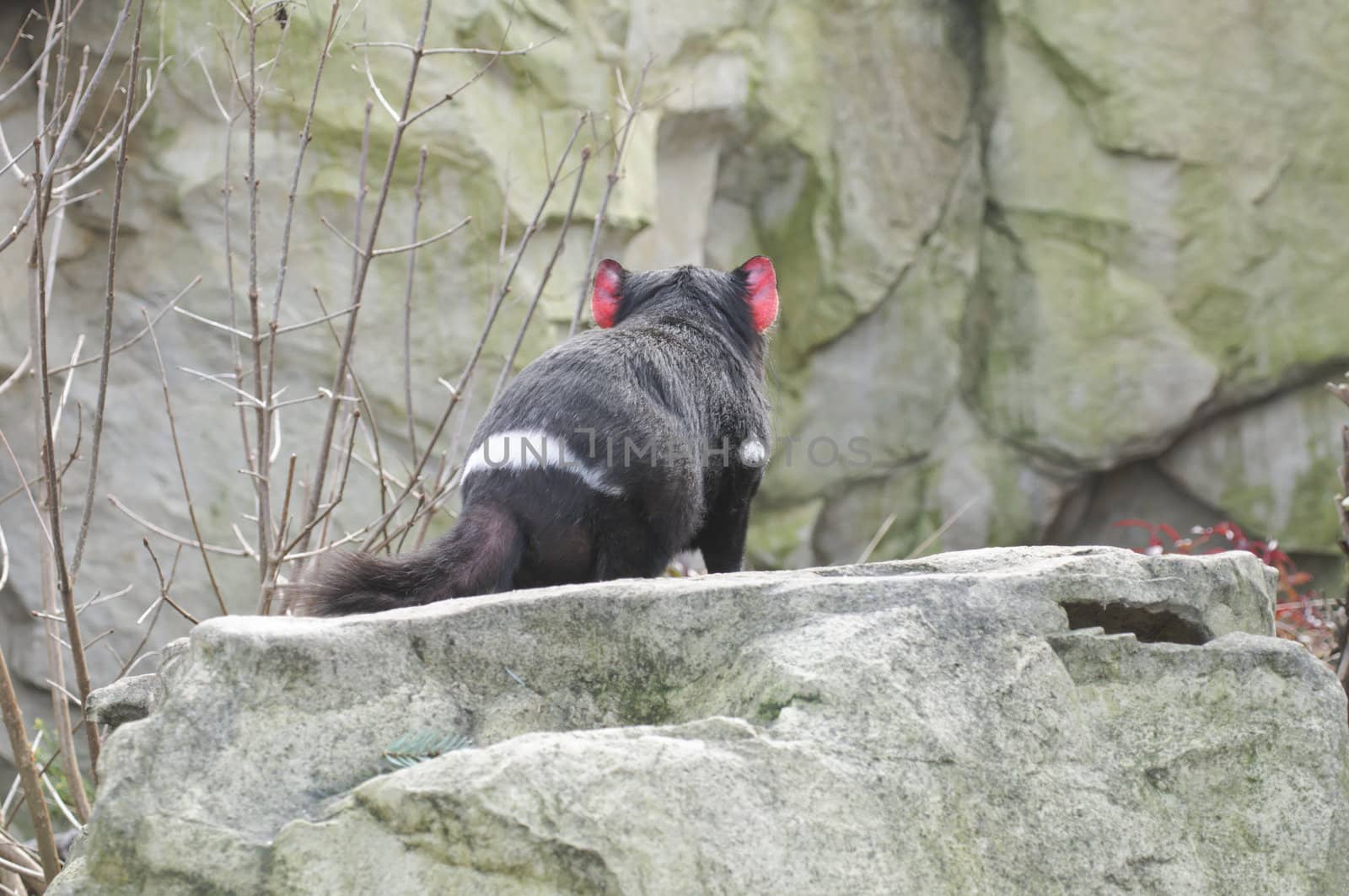 Rare Tasmanian devil (Sarcophilus harrisii) by AlessandroZocc