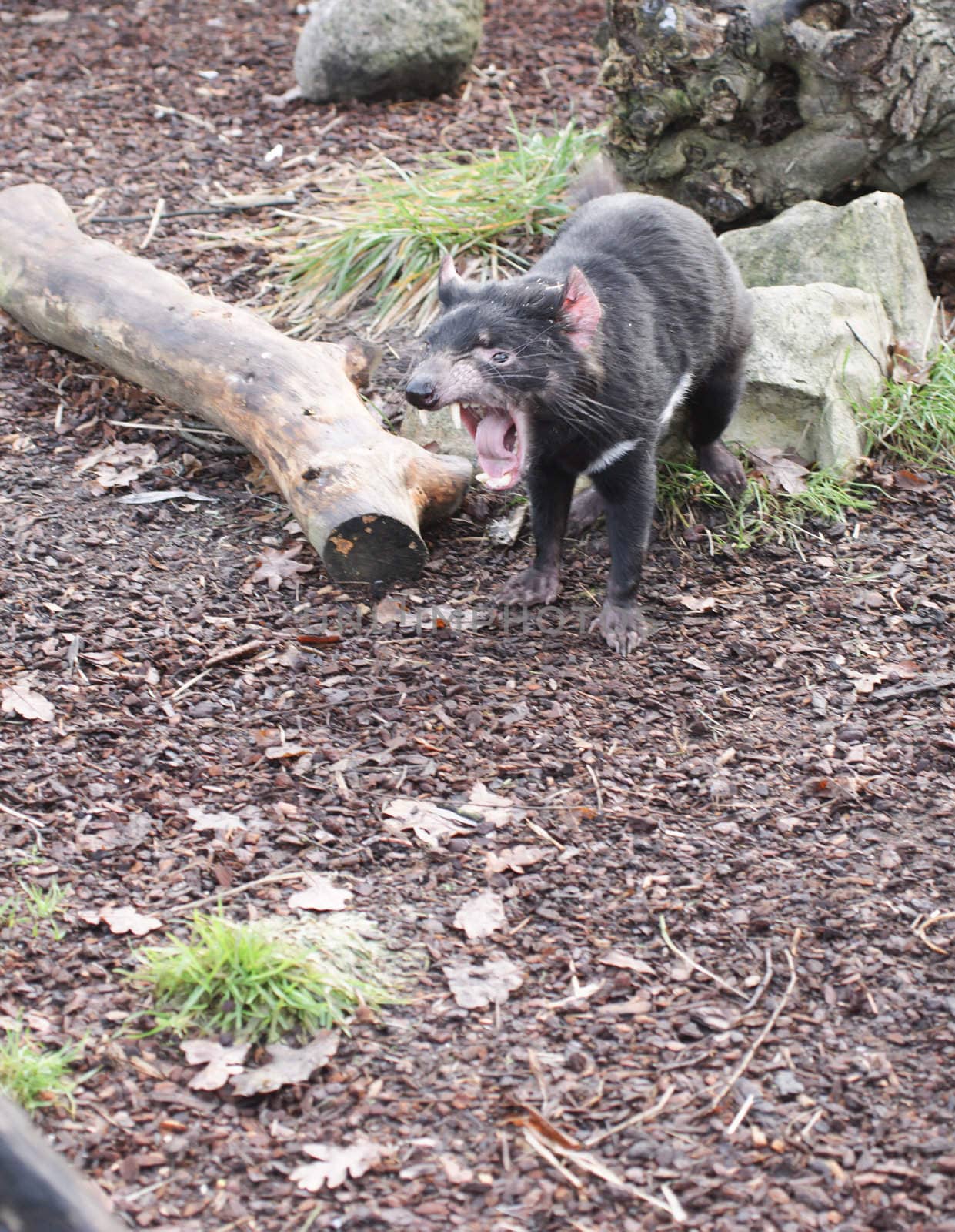 Rare Tasmanian devil (Sarcophilus harrisii), carnivorous marsupial of the family Dasyuridae now found in the wild only in the Australian island state of Tasmania.