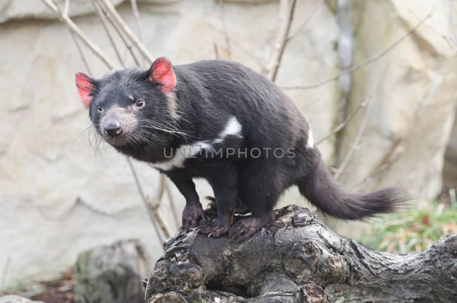 Rare Tasmanian devil (Sarcophilus harrisii), carnivorous marsupial of the family Dasyuridae now found in the wild only in the Australian island state of Tasmania.