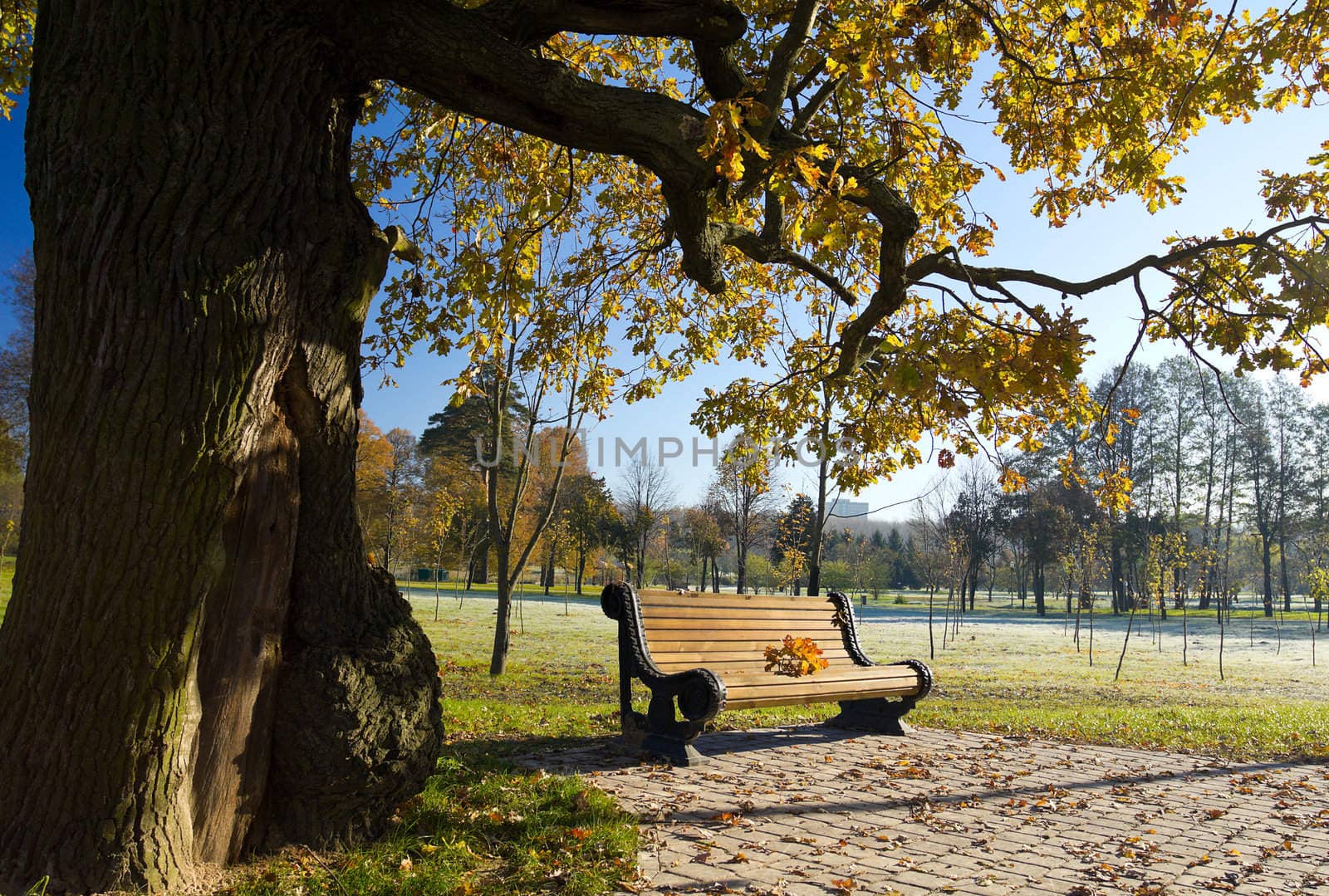 bench under oak in autumn park