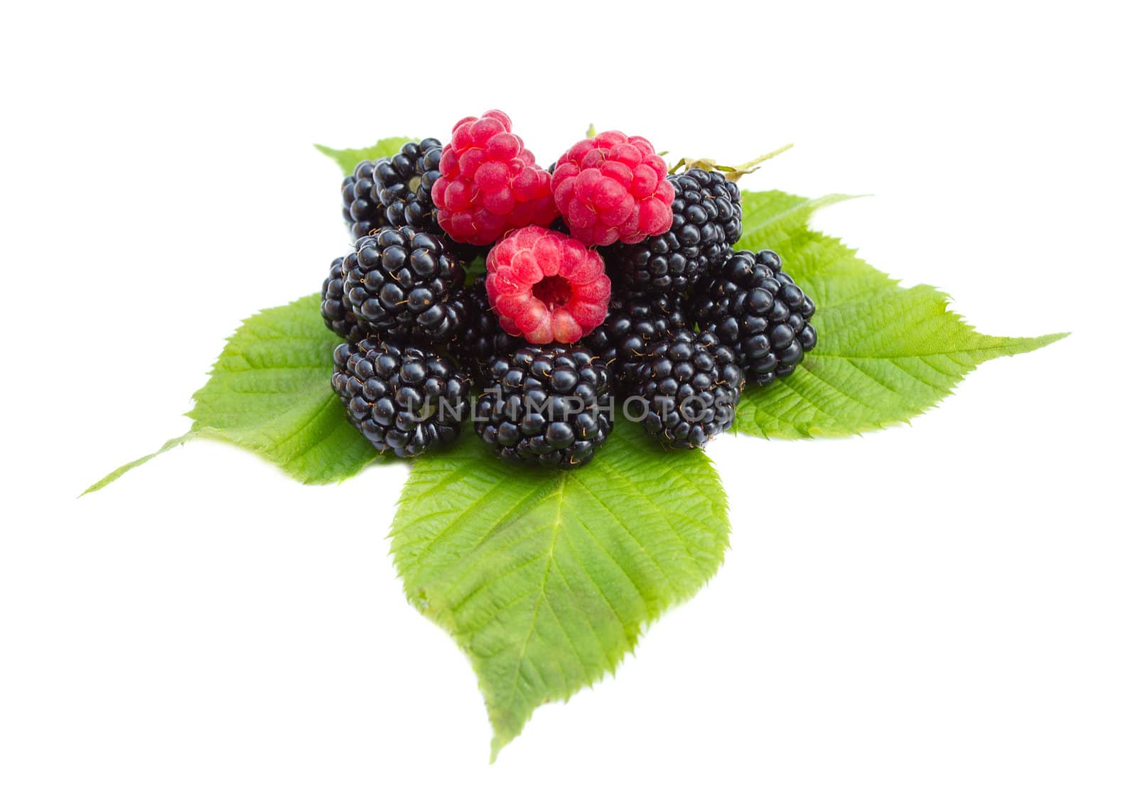 blackberries and raspberries on leaves, isolated on white