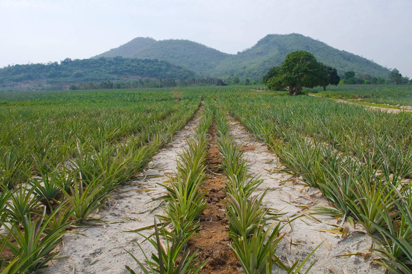 landscape of pineapple farm