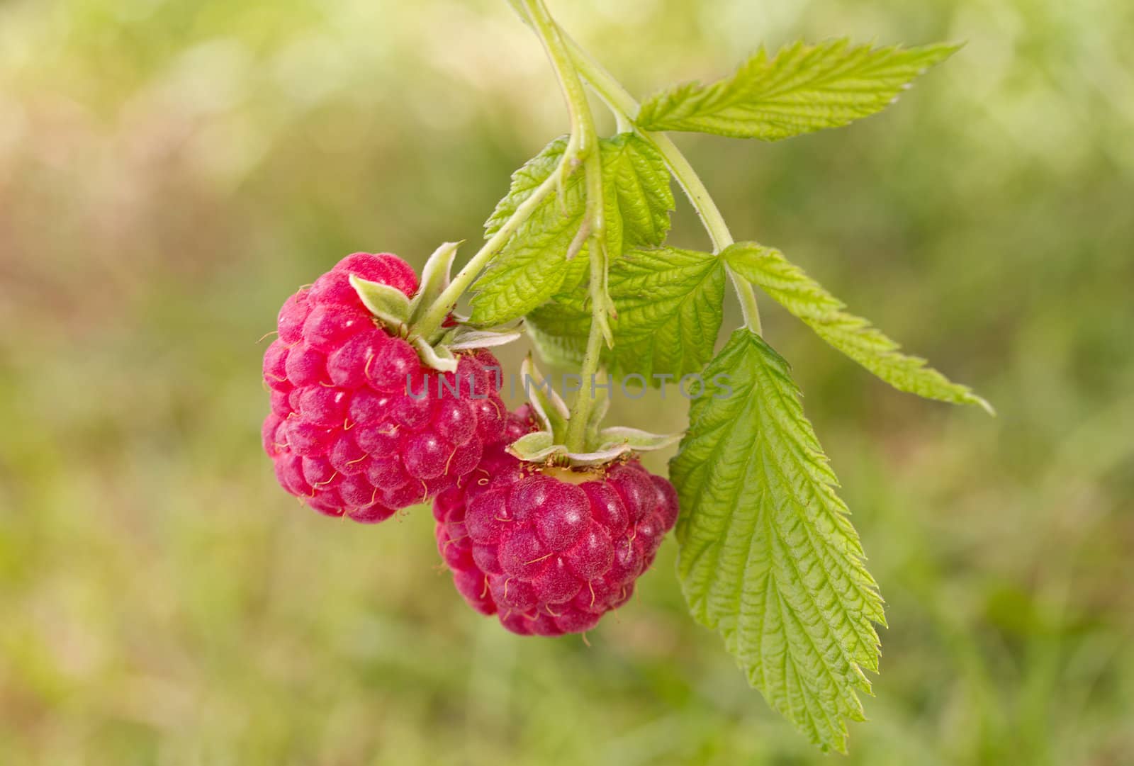 branch of ripe raspberries on green grass background